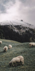Sheep In The Alps Poster - Posterbox.dk