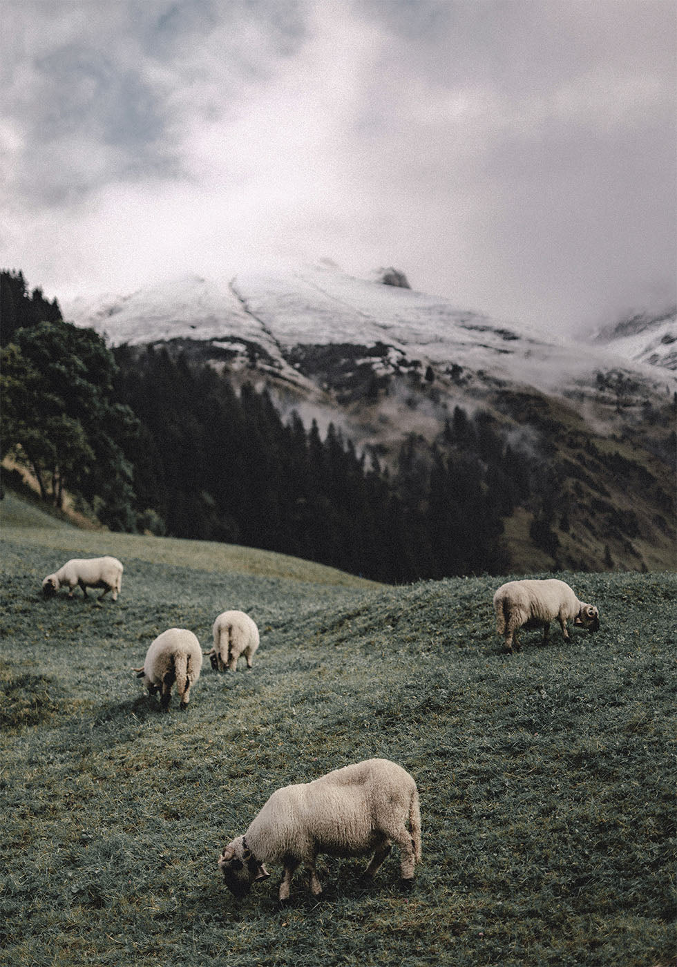Sheep In The Alps Poster - Posterbox.dk