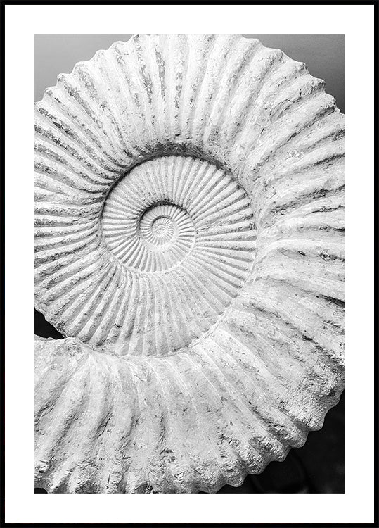 Ancient Spiral Dreams - Posterbox