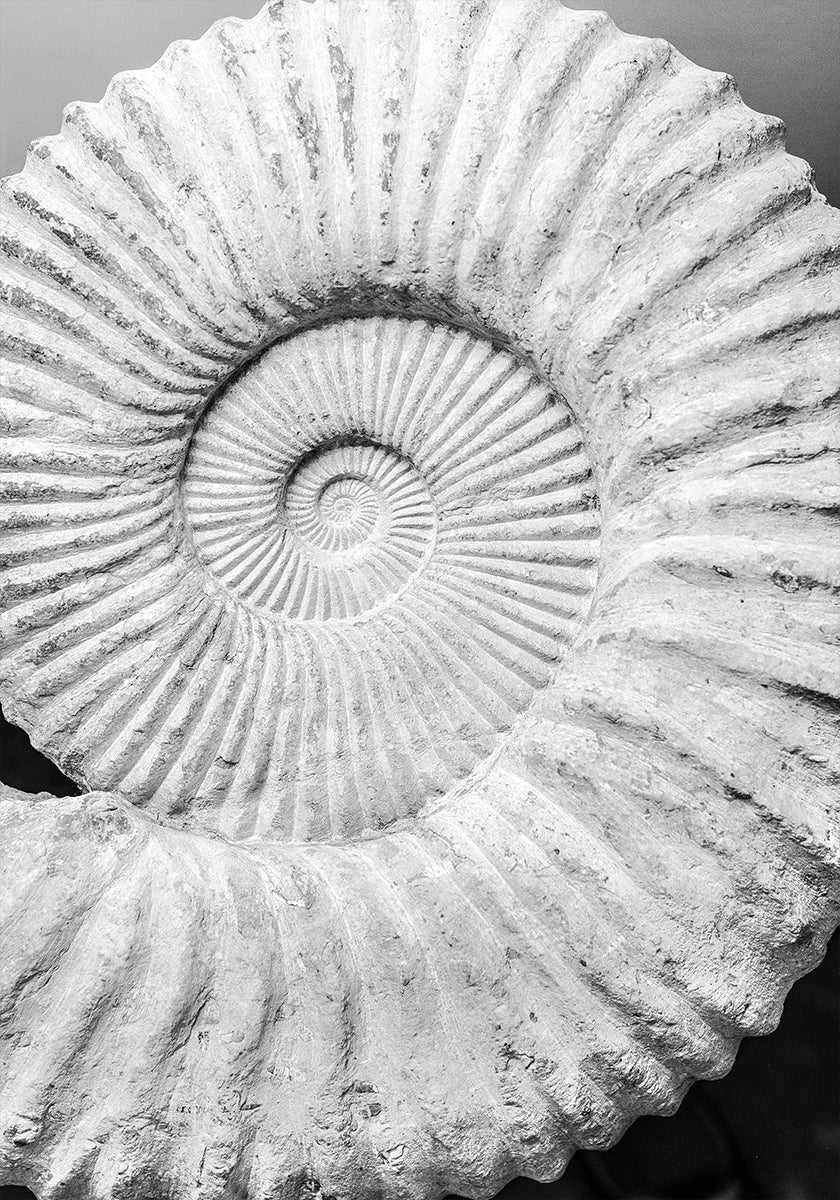 Ancient Spiral Dreams - Posterbox