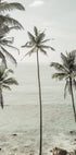 Tropical Dreams Plakat - Posterbox