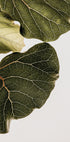 Leaf Veins Symphony (NEW) - Posterbox