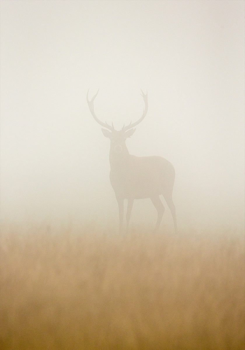 Ghost Stag Plakat - Posterbox