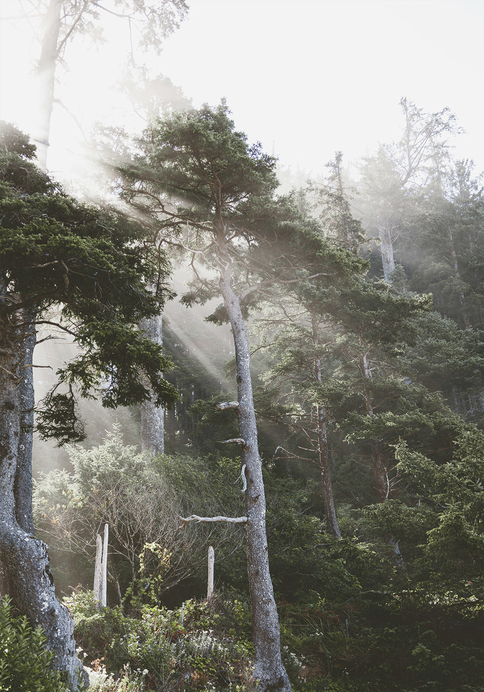 Sunshine Through The Fog Poster - Posterbox.dk