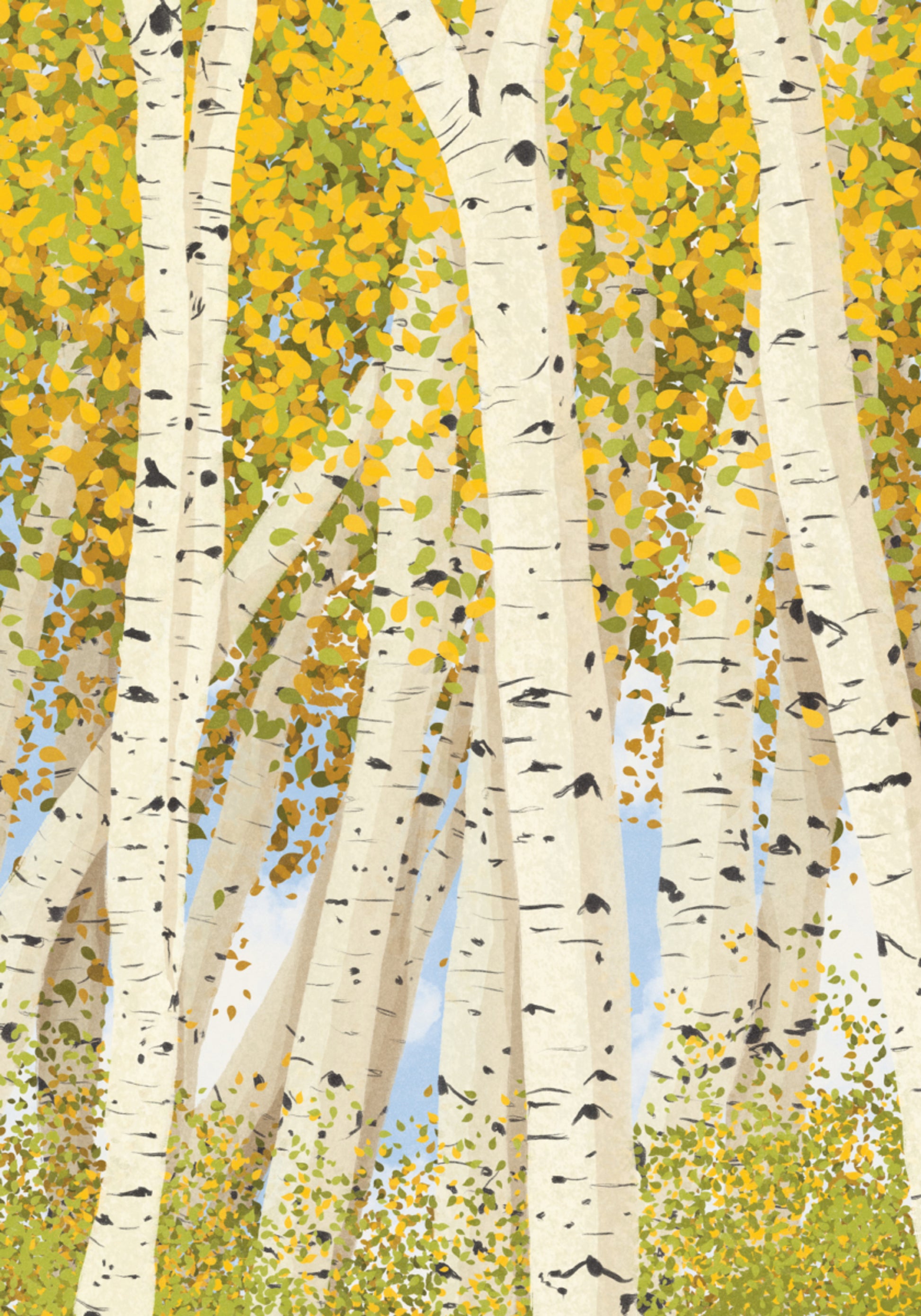 Birch Trees in Autumn