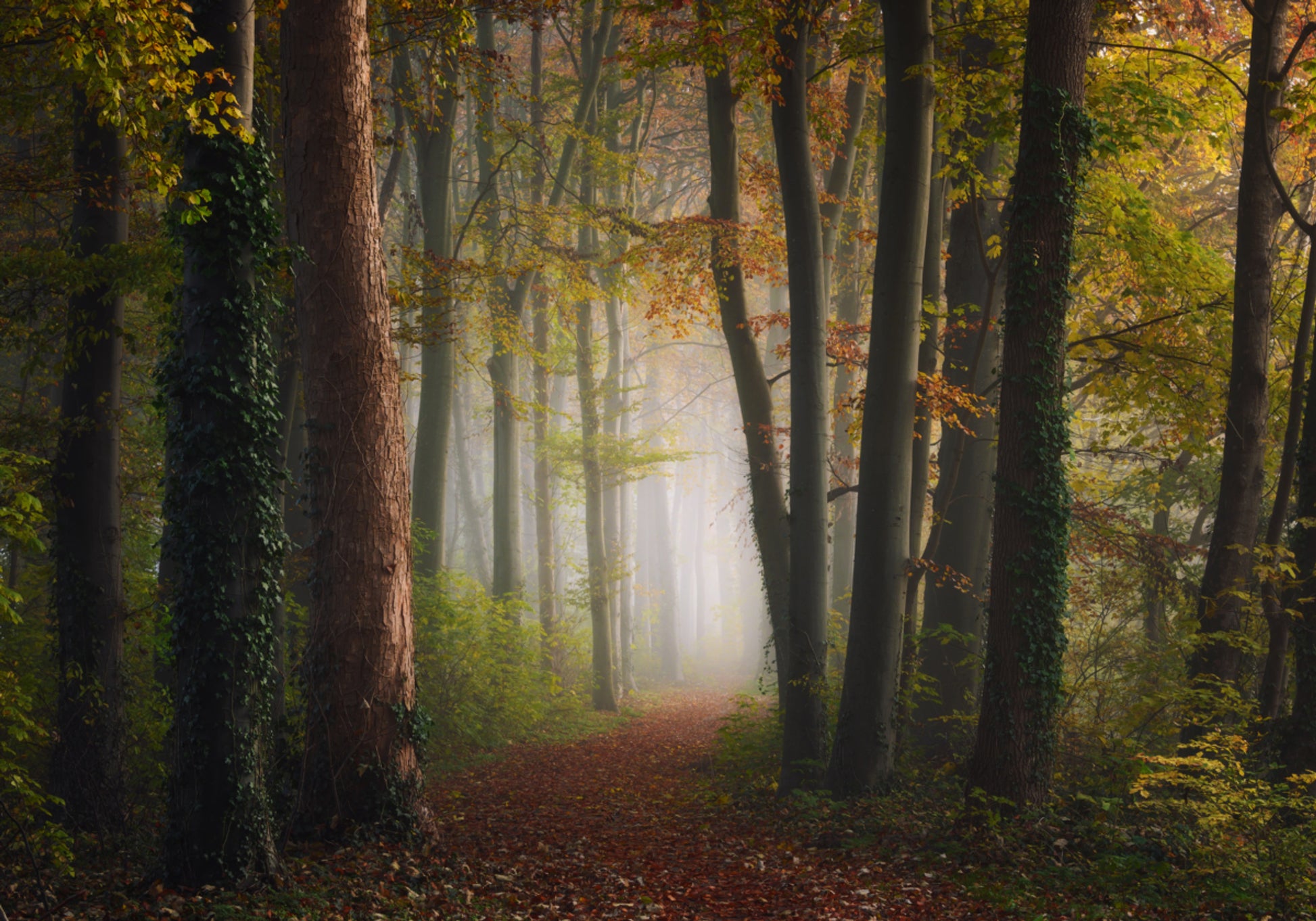Misty Autumn Forest Path