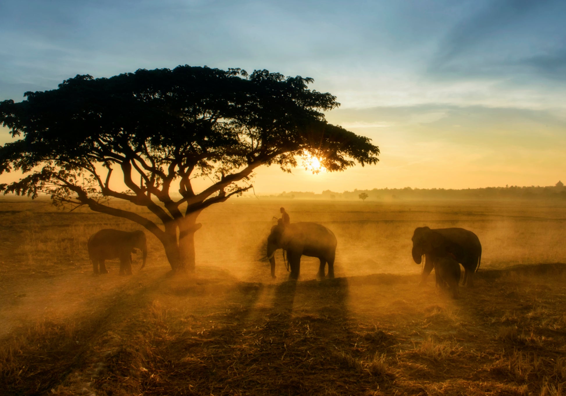 Elephant's Golden Sunset