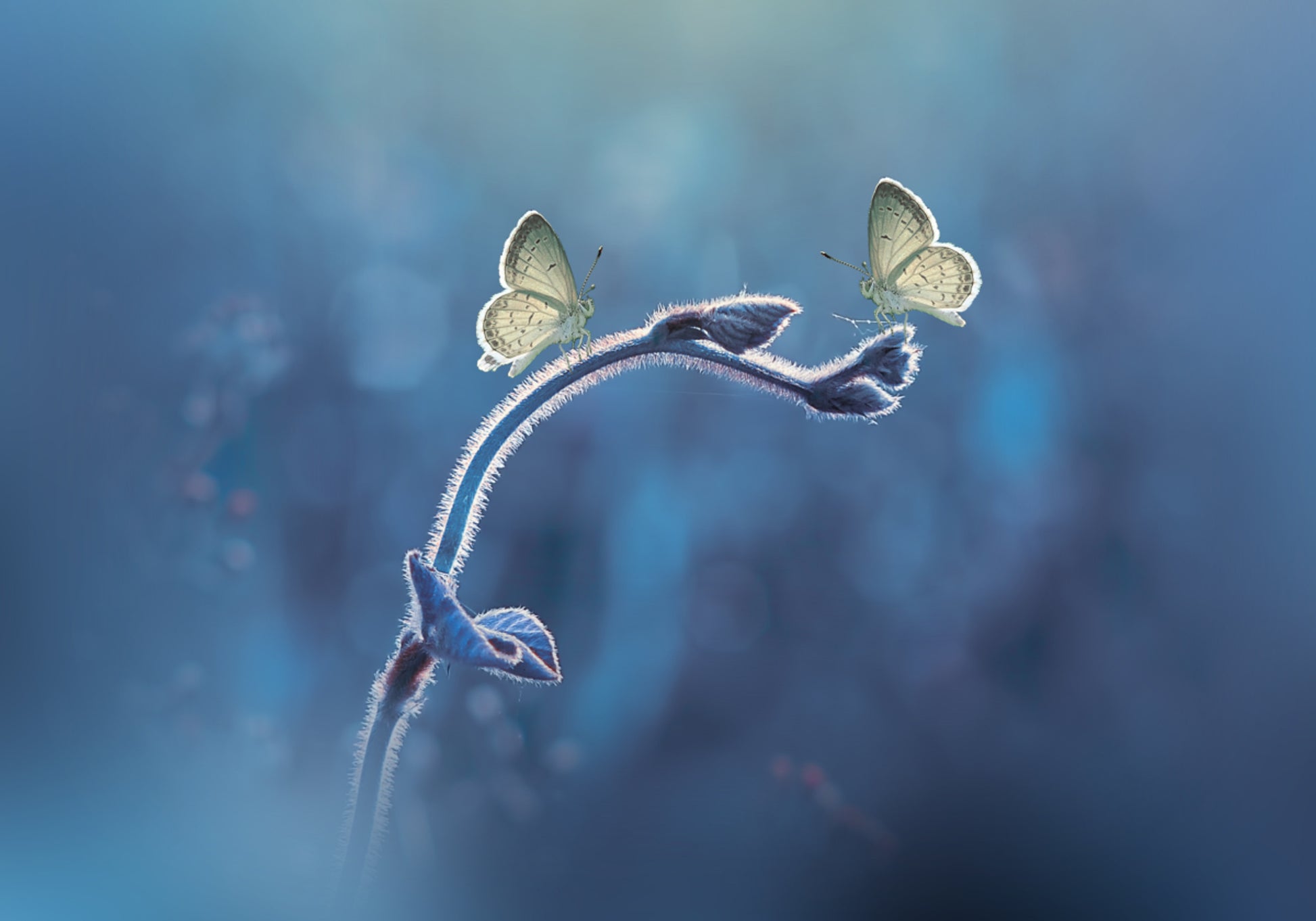 Delicate Butterfly Duo
