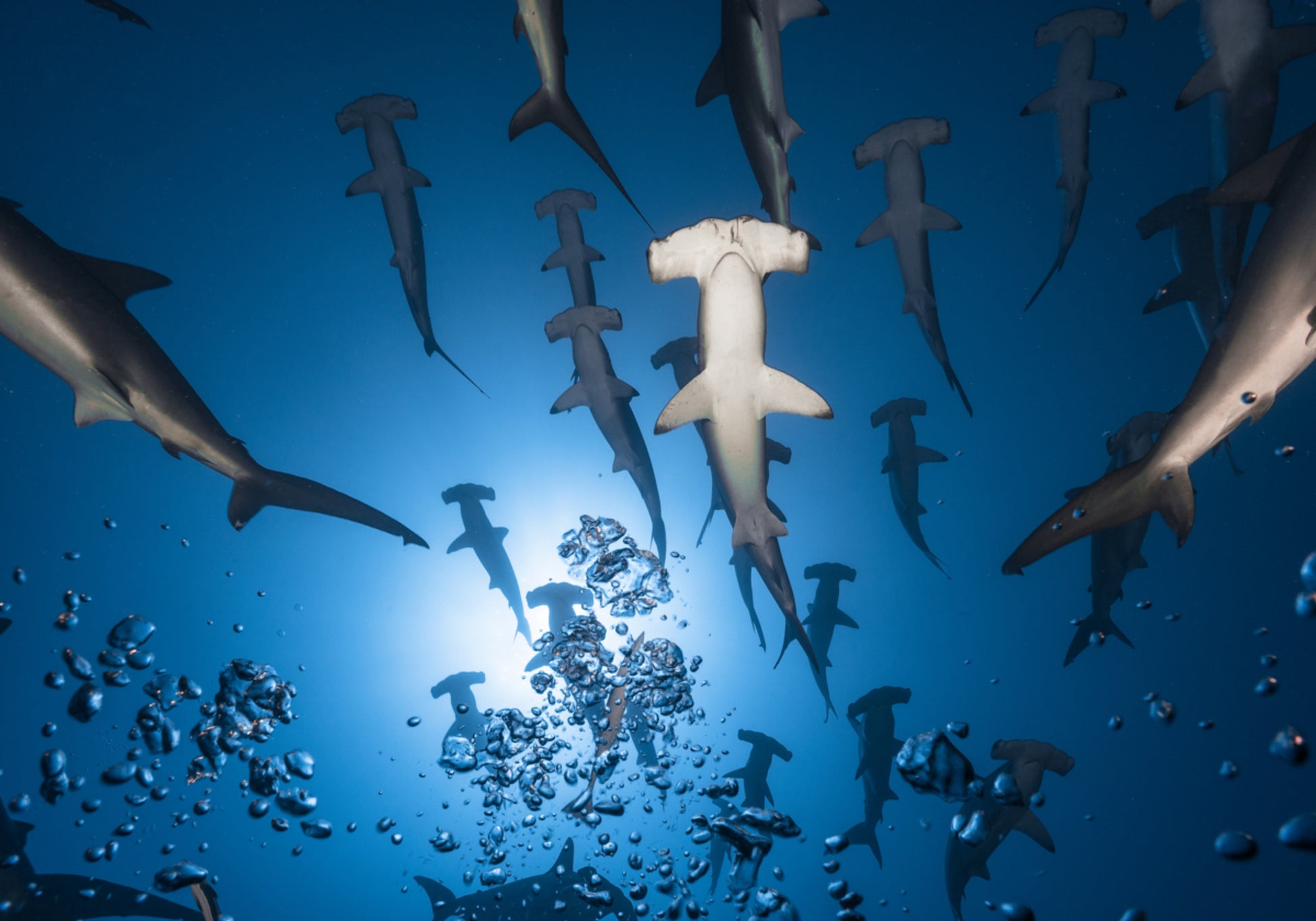 Hammerhead School Underwater