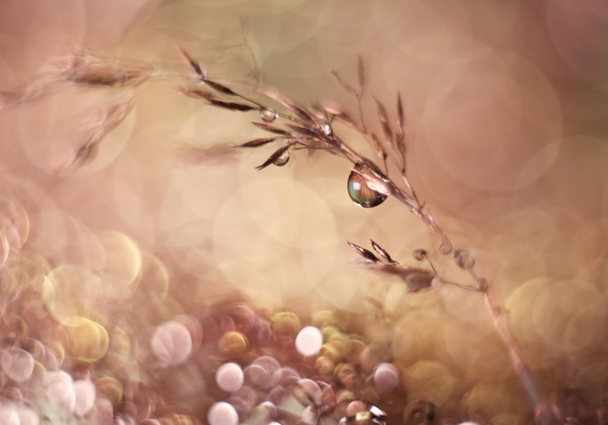Ethereal Water Droplets