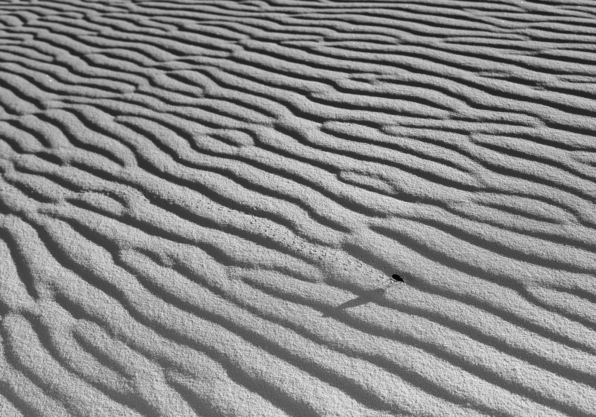Rippled Sand And Insect