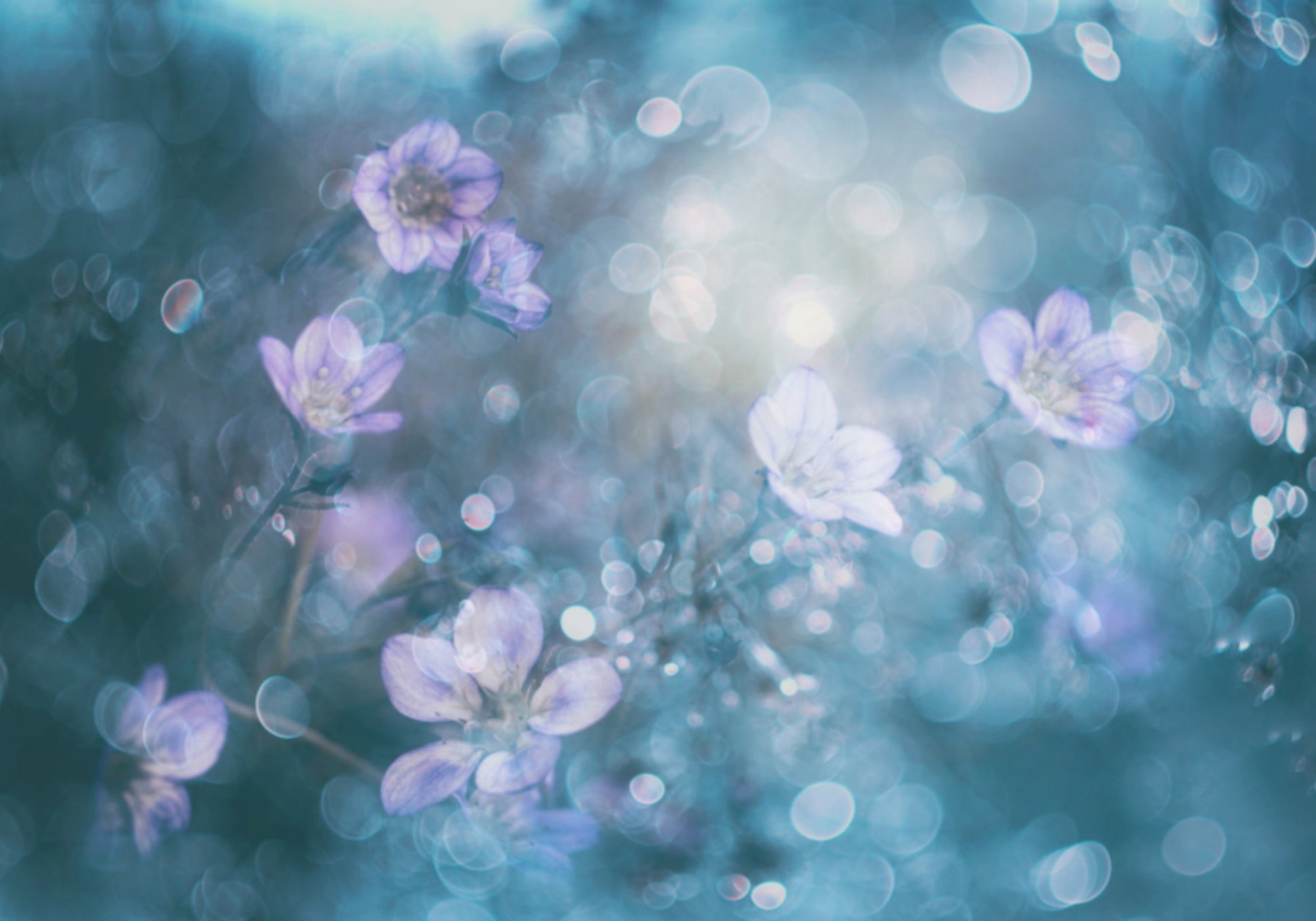 Dreamy Bokeh Flowers