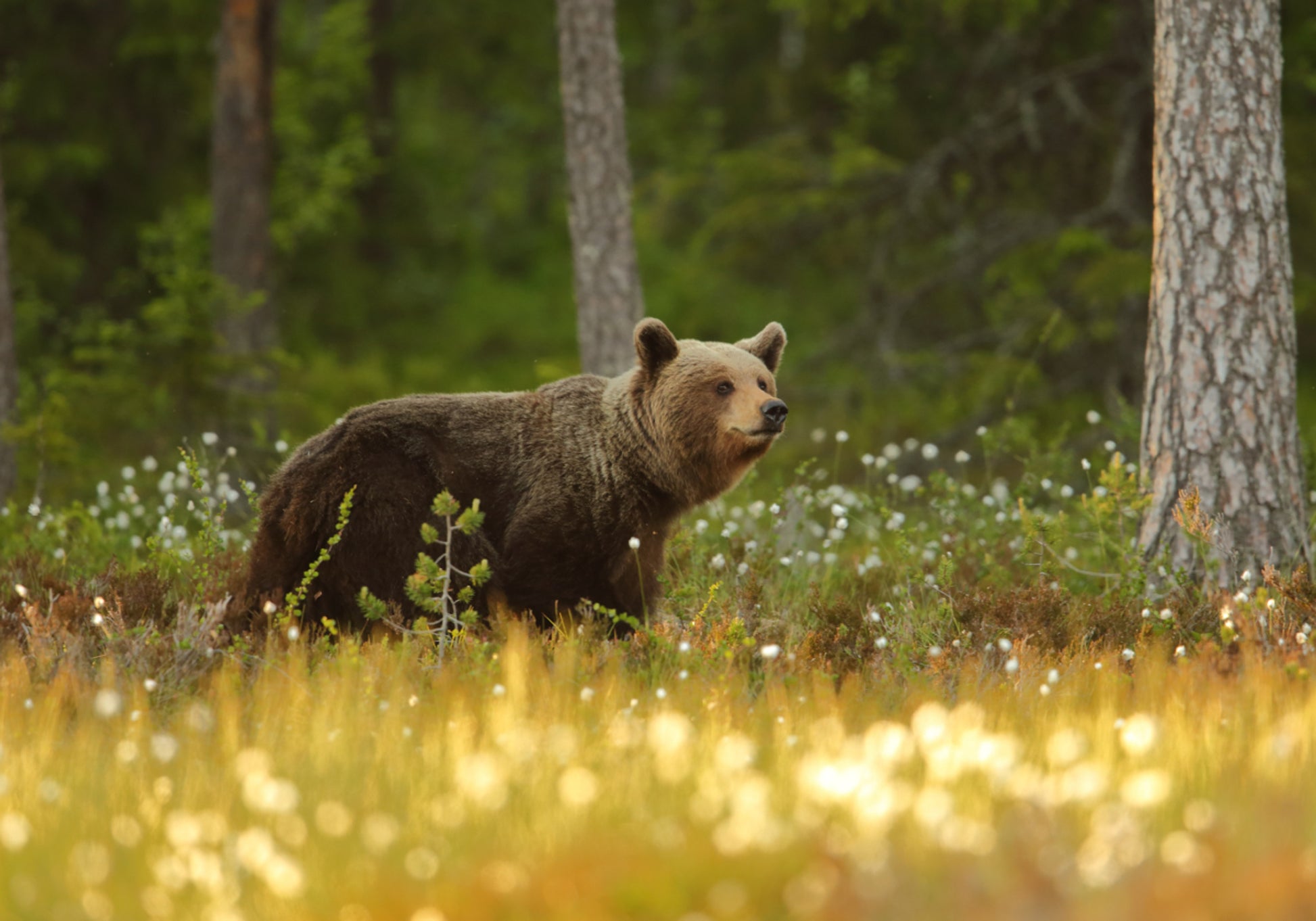 Brown Bear In Forest