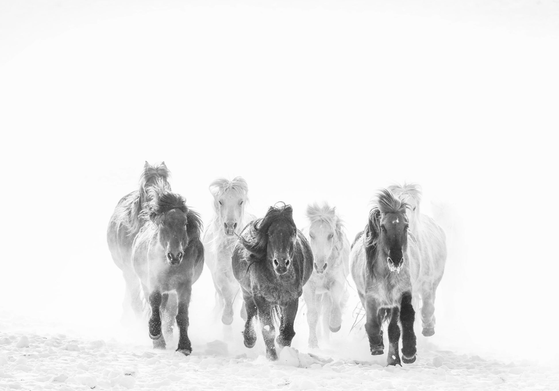 Majestic Horses Winter