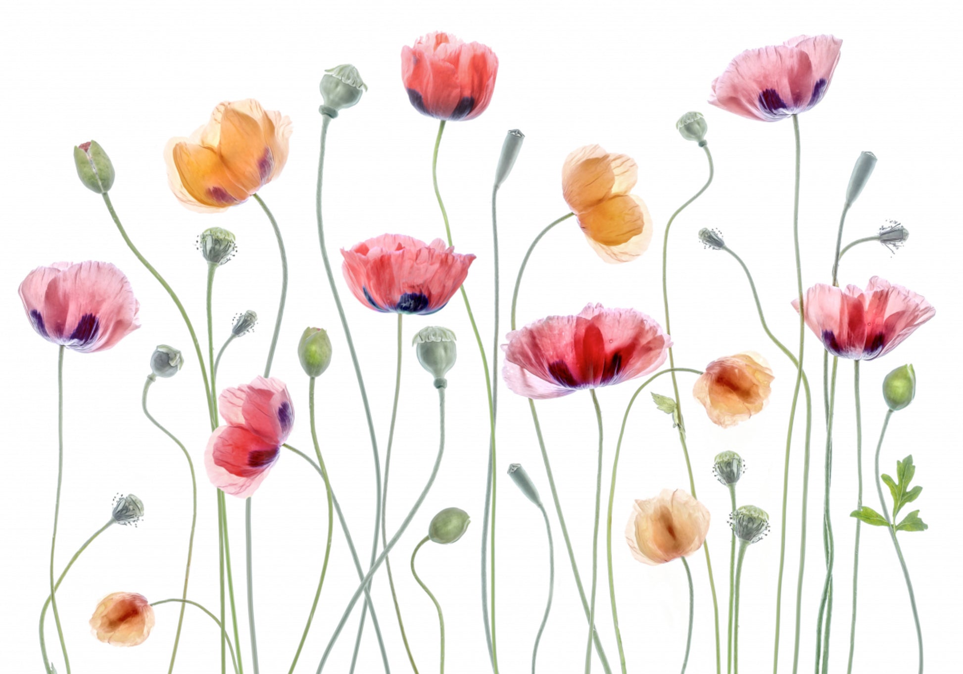Poppy party