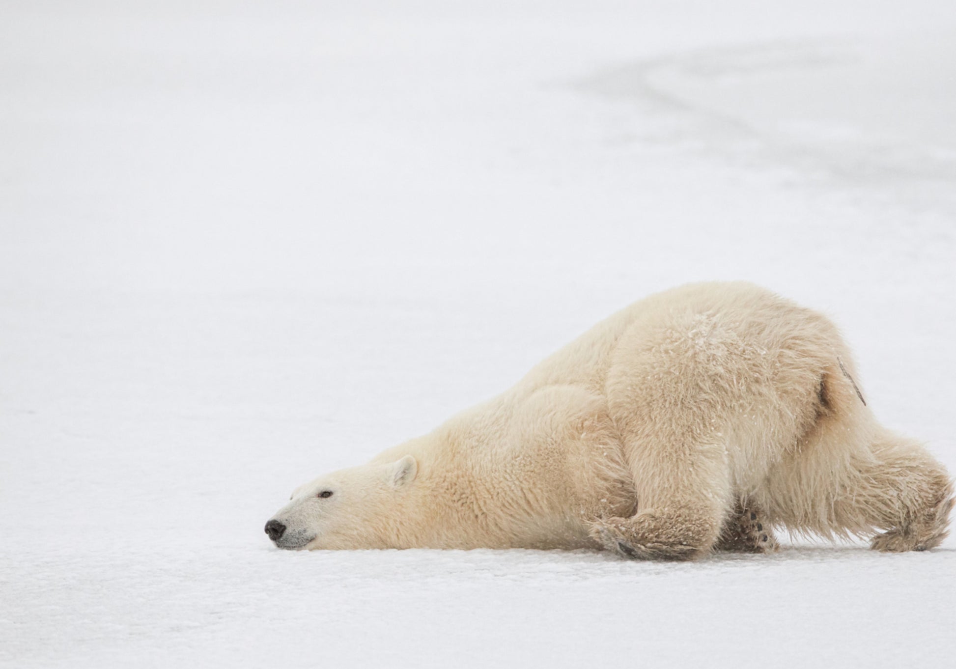 Peaceful Polar Bear Nap