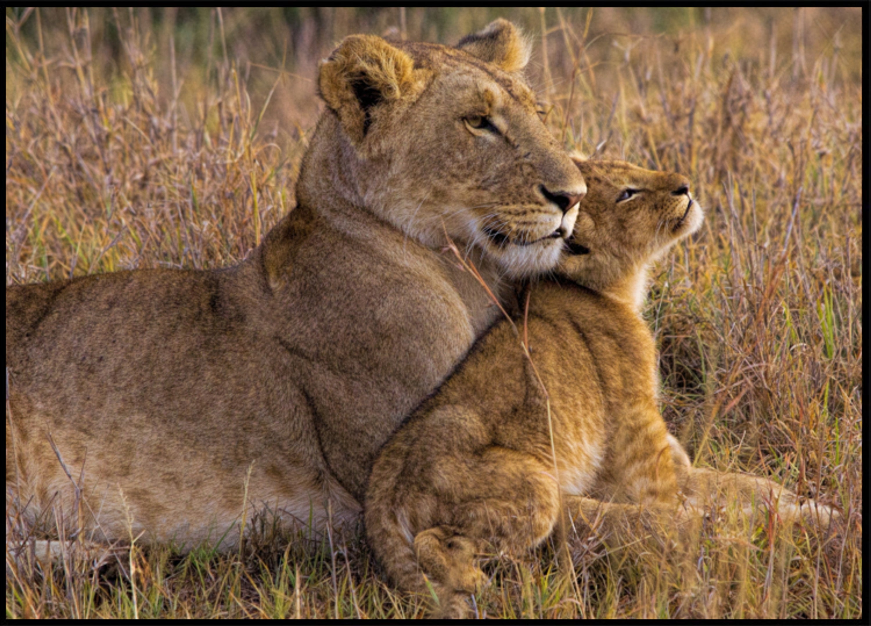 Tender Lioness Cub