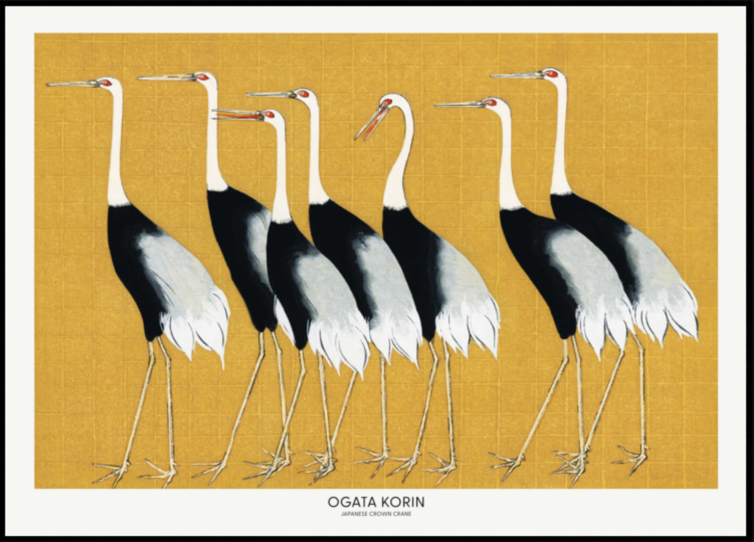 Japanese Red Crowned Crane