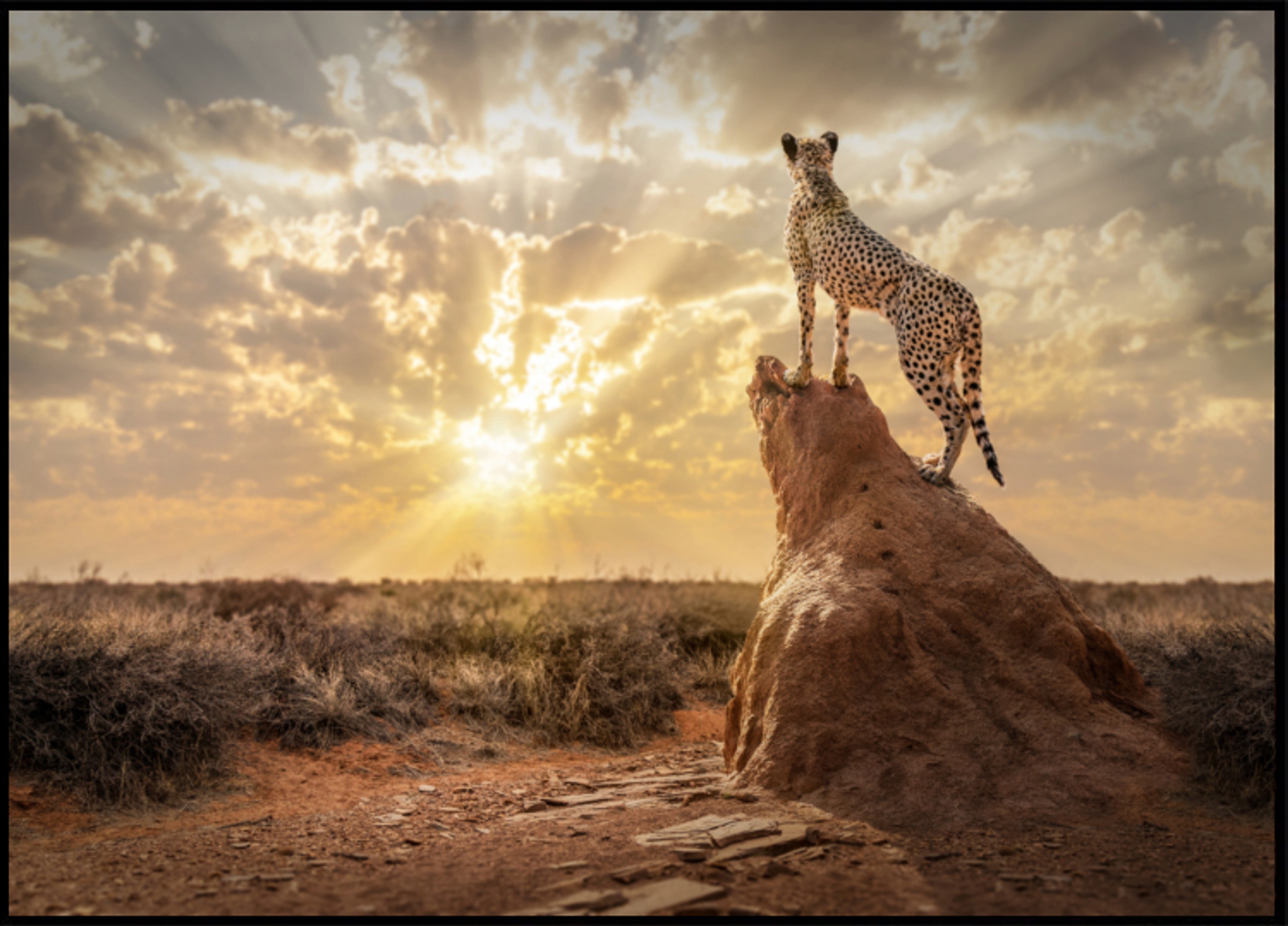 Cheetah At Sunset