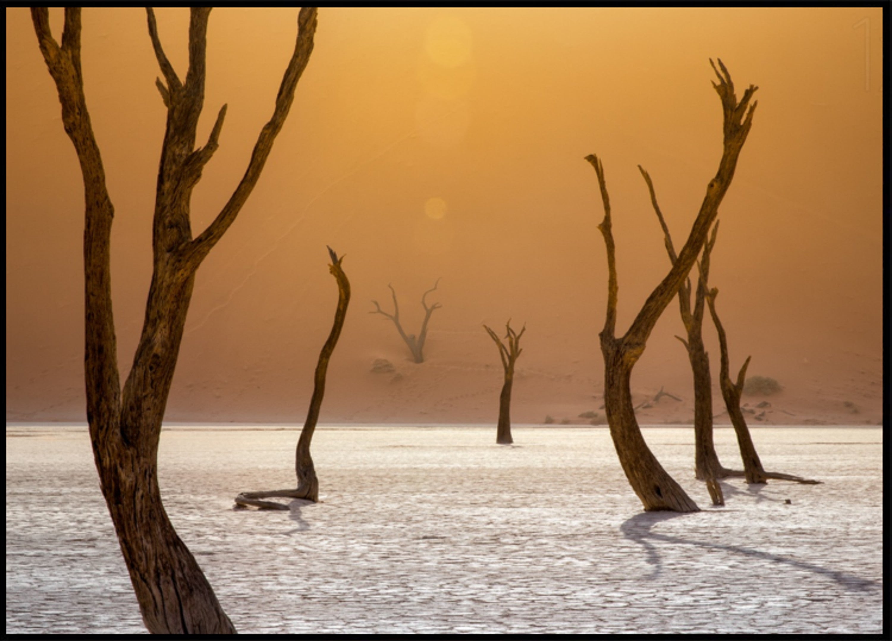 Orange Desert Trees