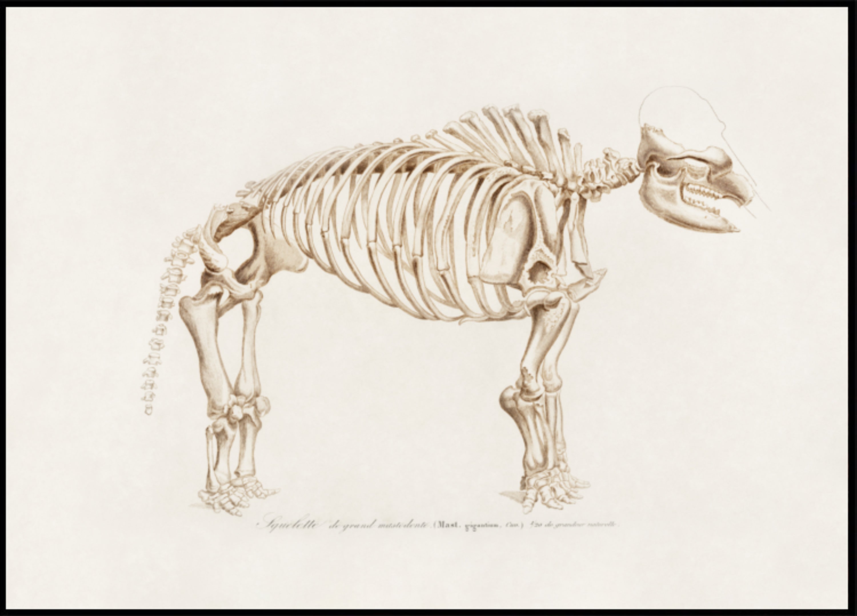 Mammoth