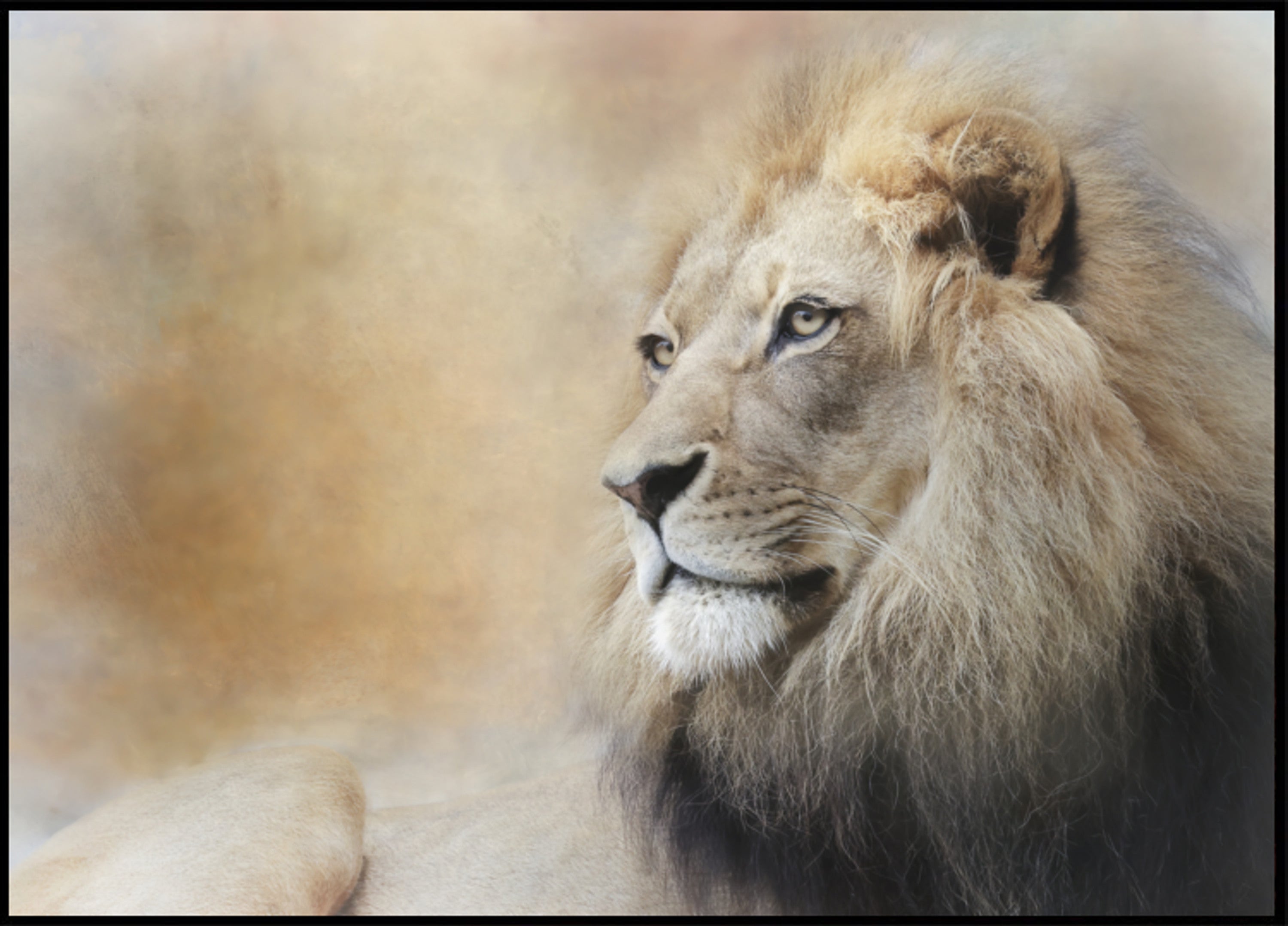 Majestic Lion Gaze