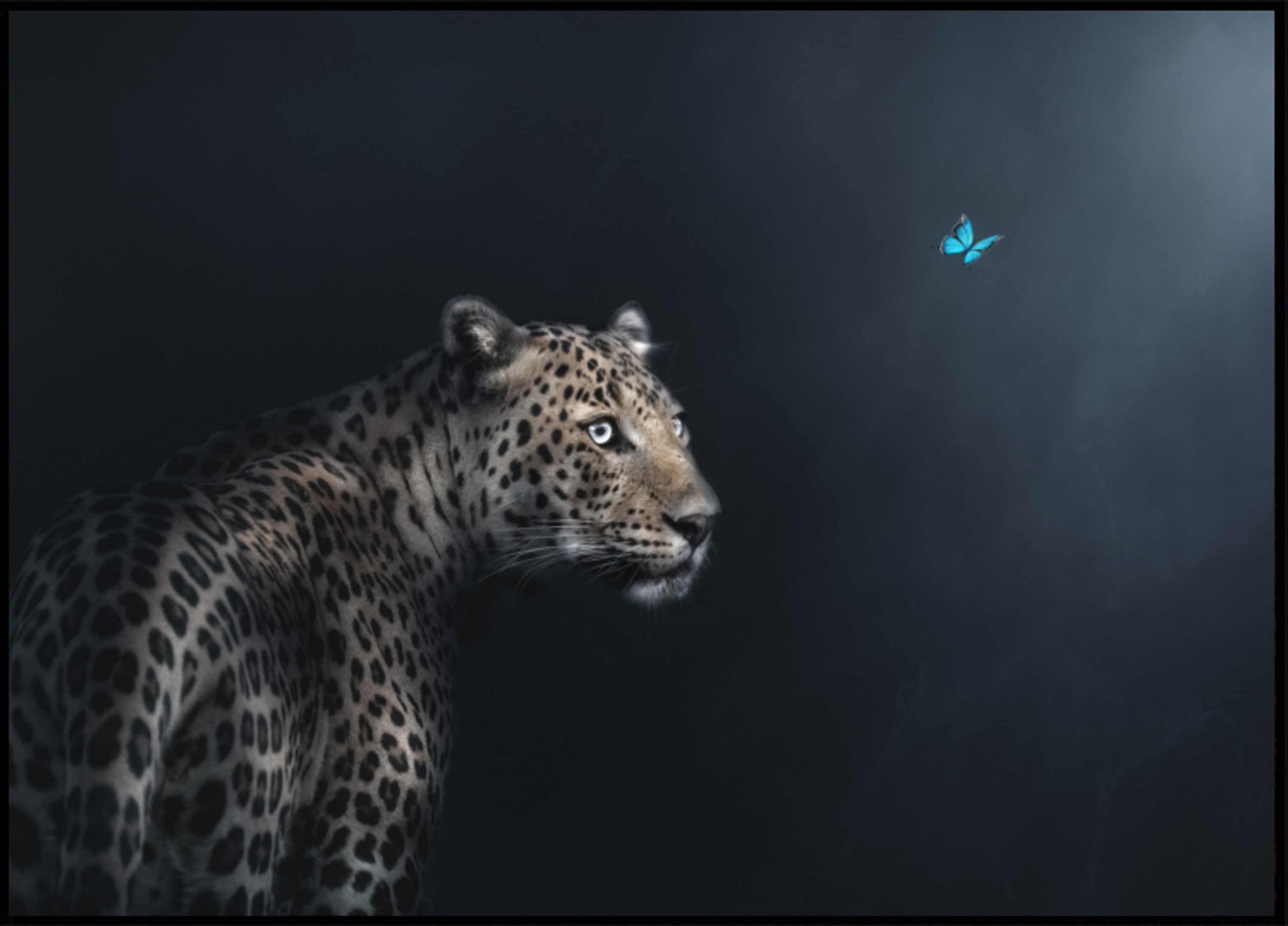 Leopard Butterfly Gauze