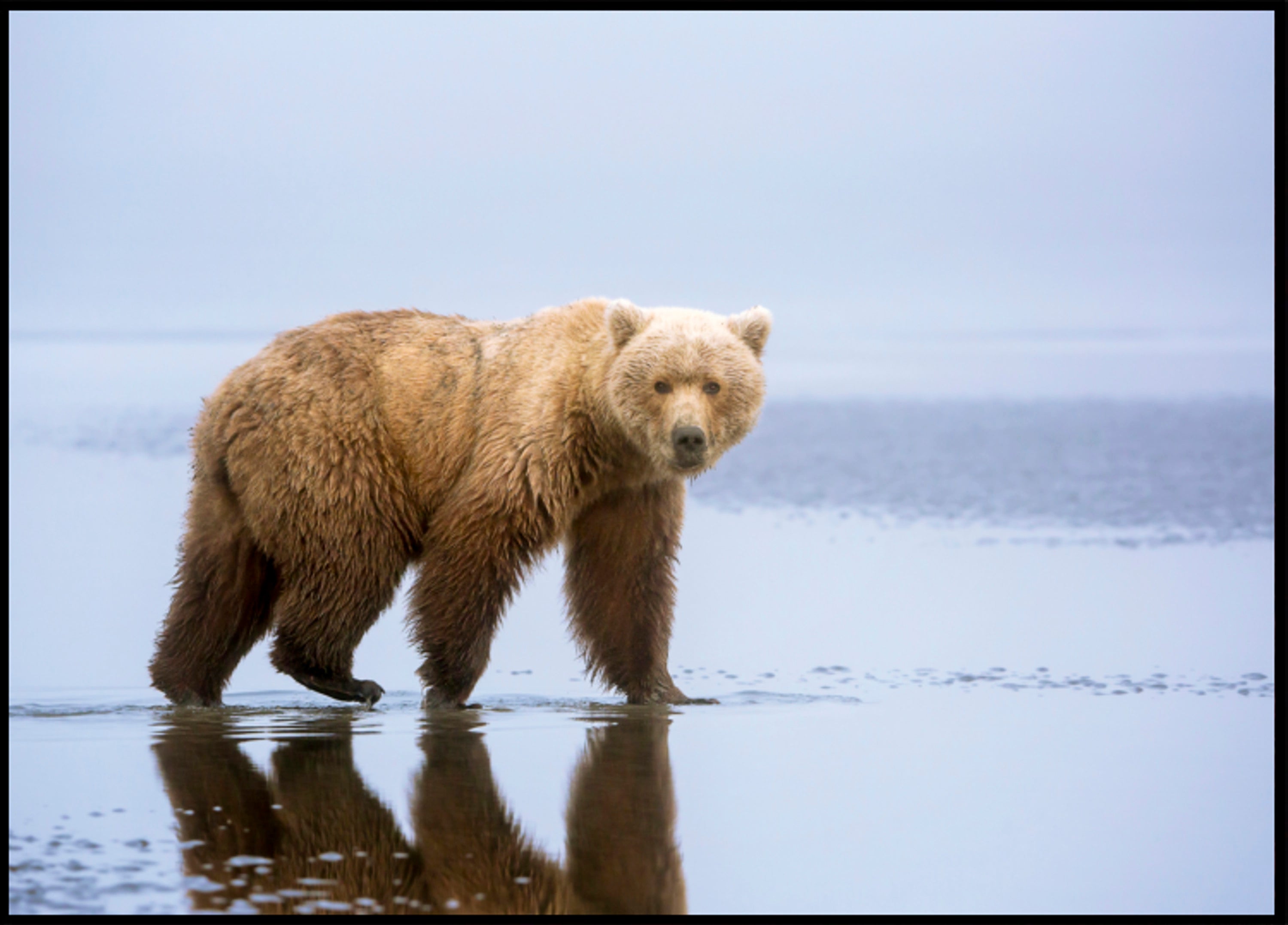 Brown Bear Reflection