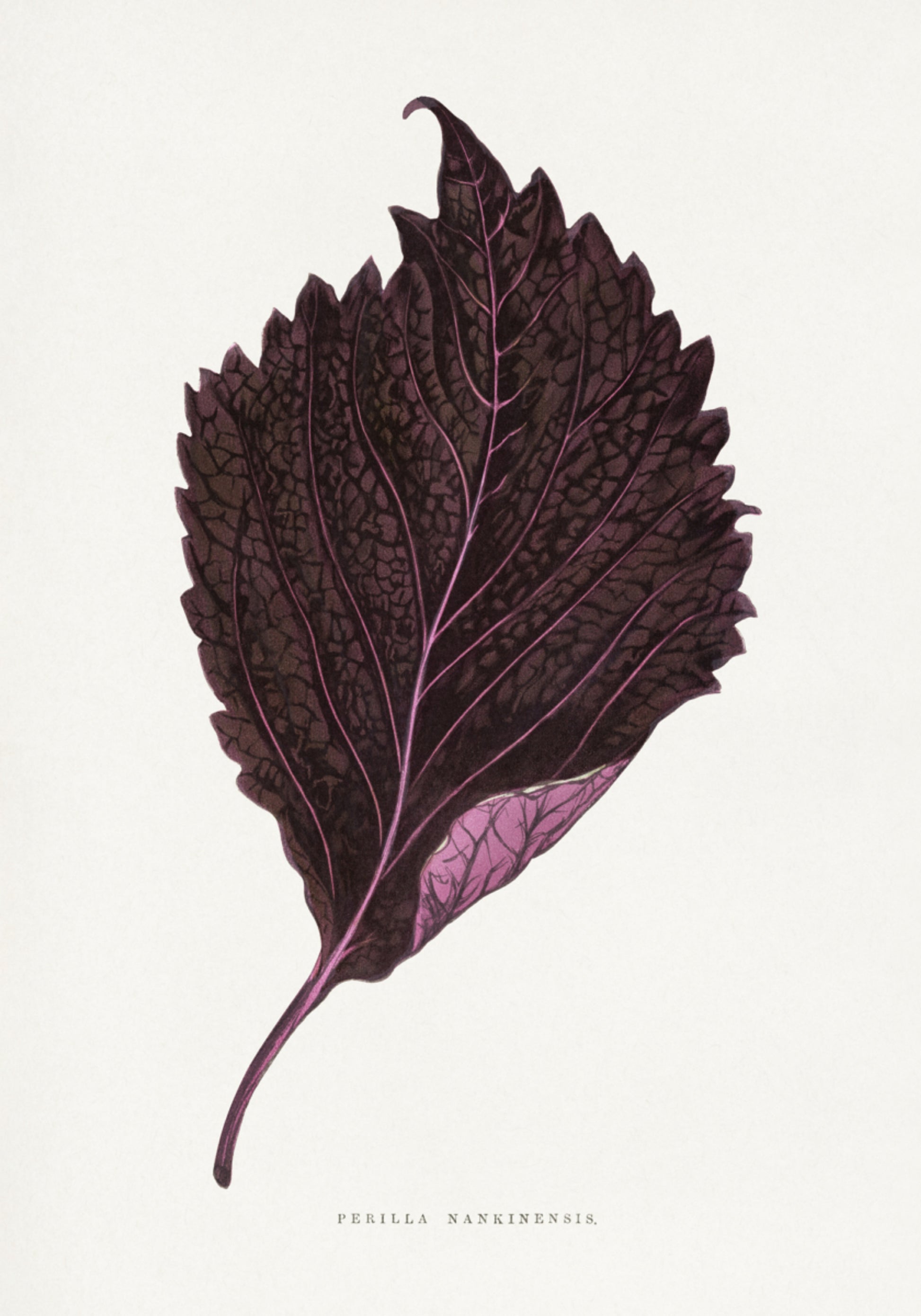 Pink Perilla Nankinensis Leaf Illustration