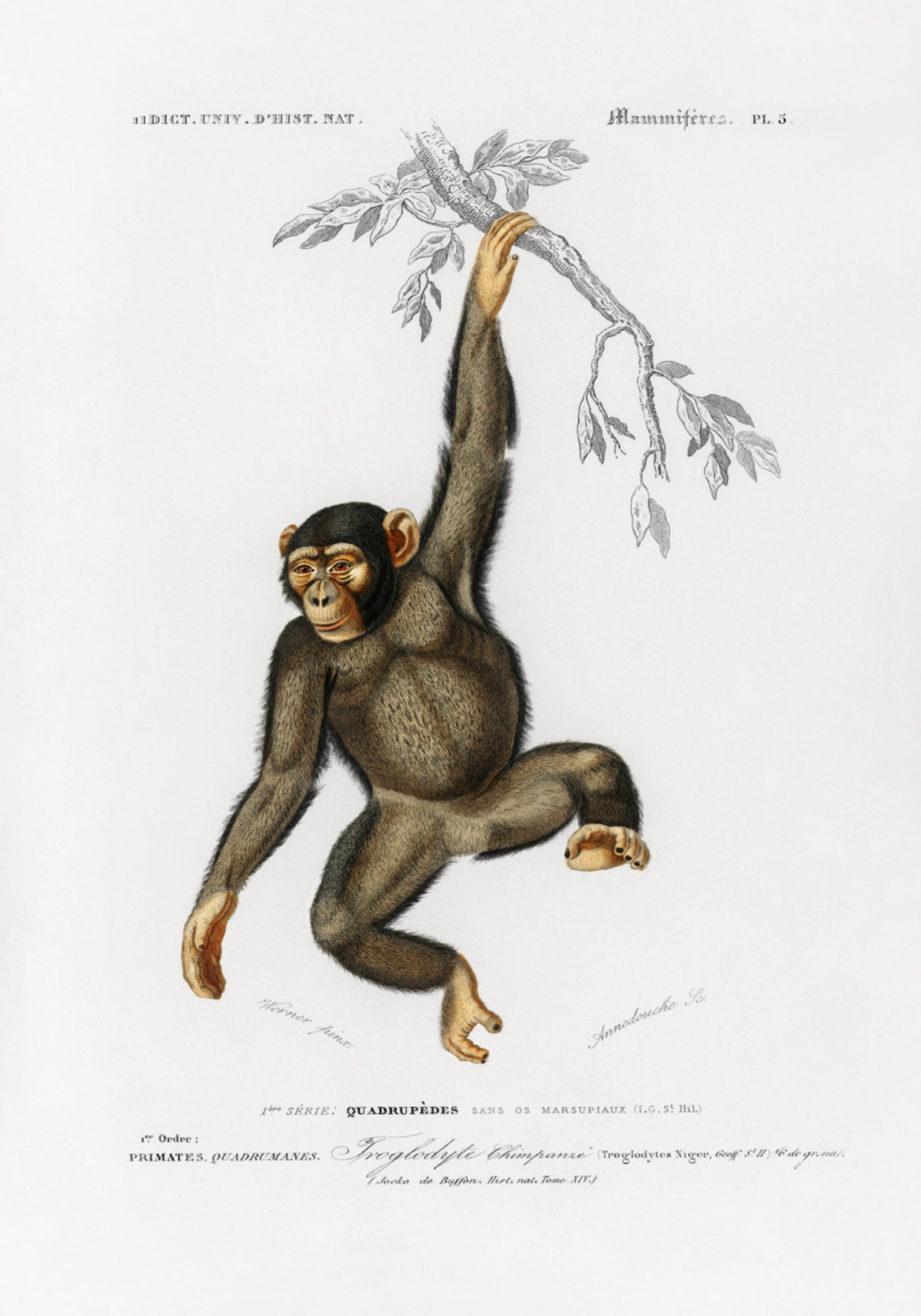 Chimpanzee