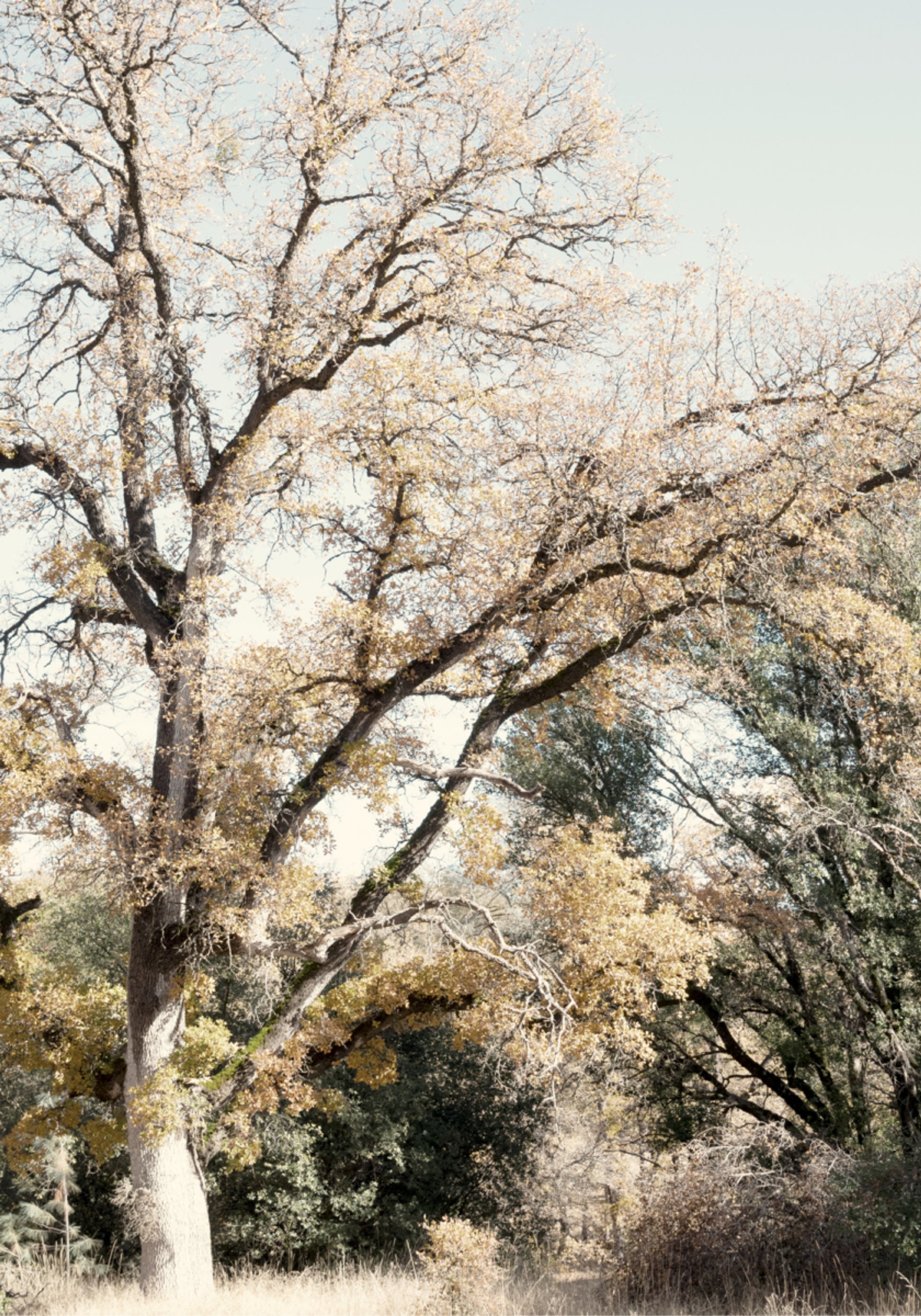 Golden Autumn Woodland