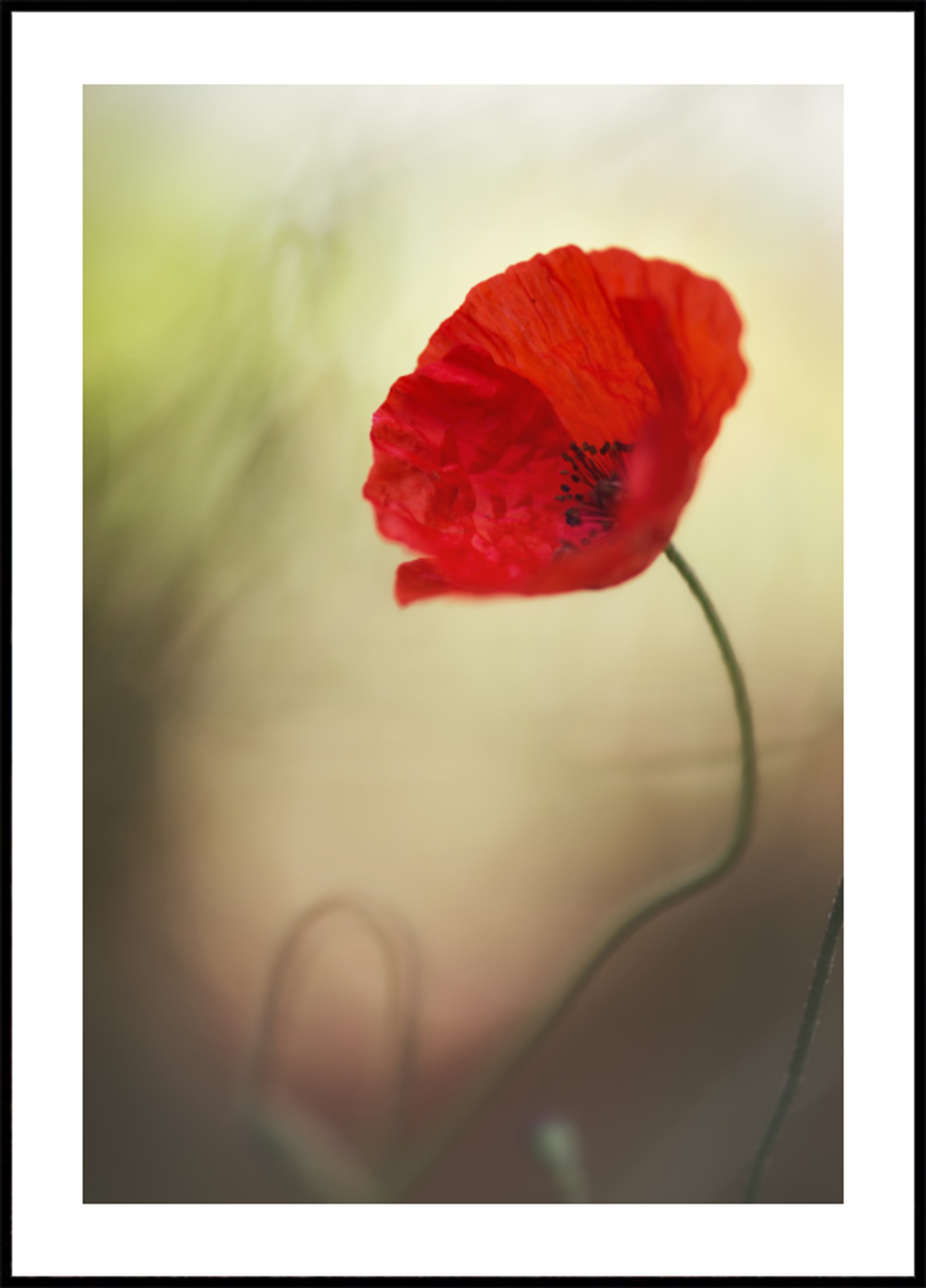 Vibrant Red Poppy