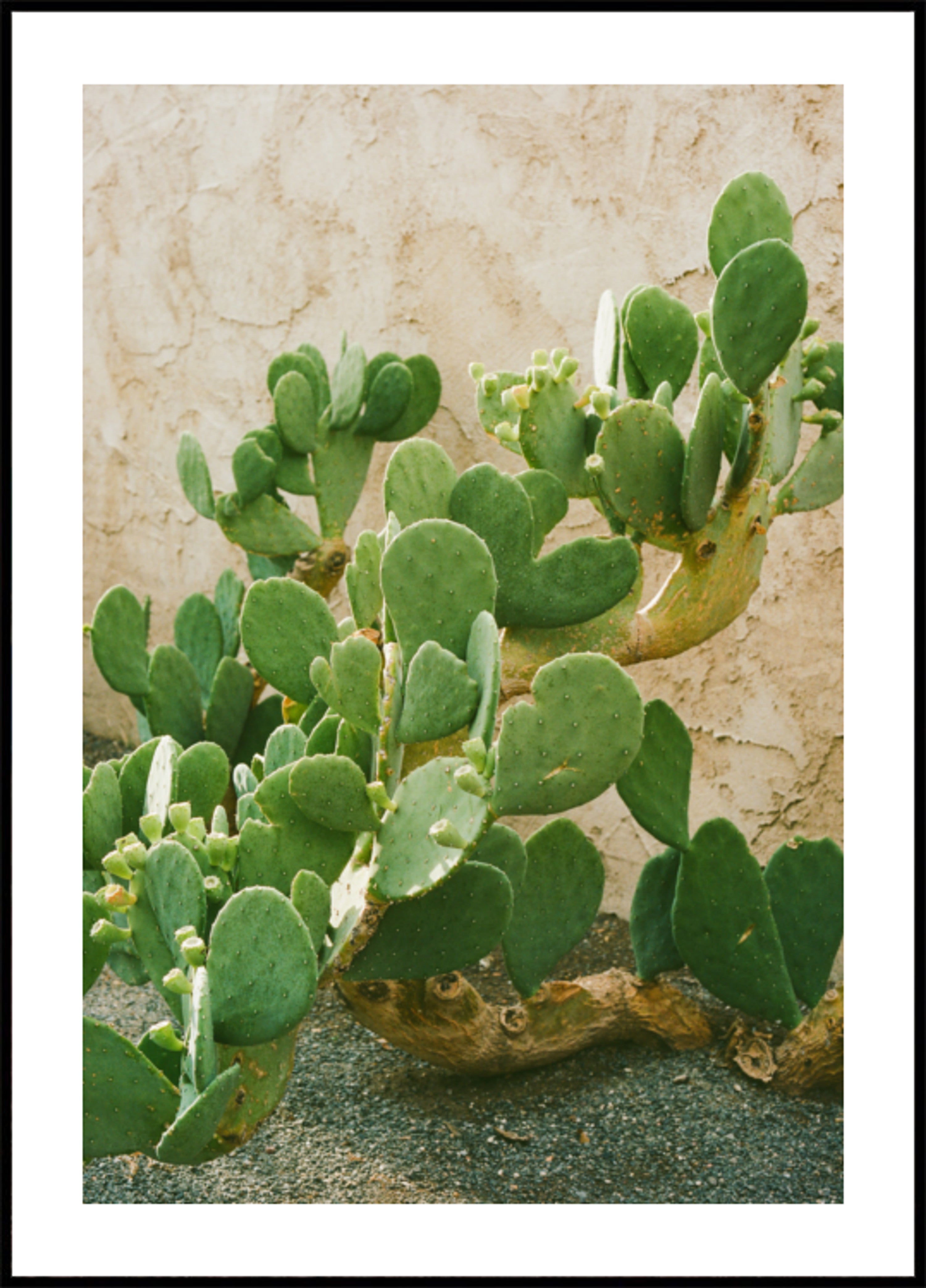 Green Prickly Pear Cactus