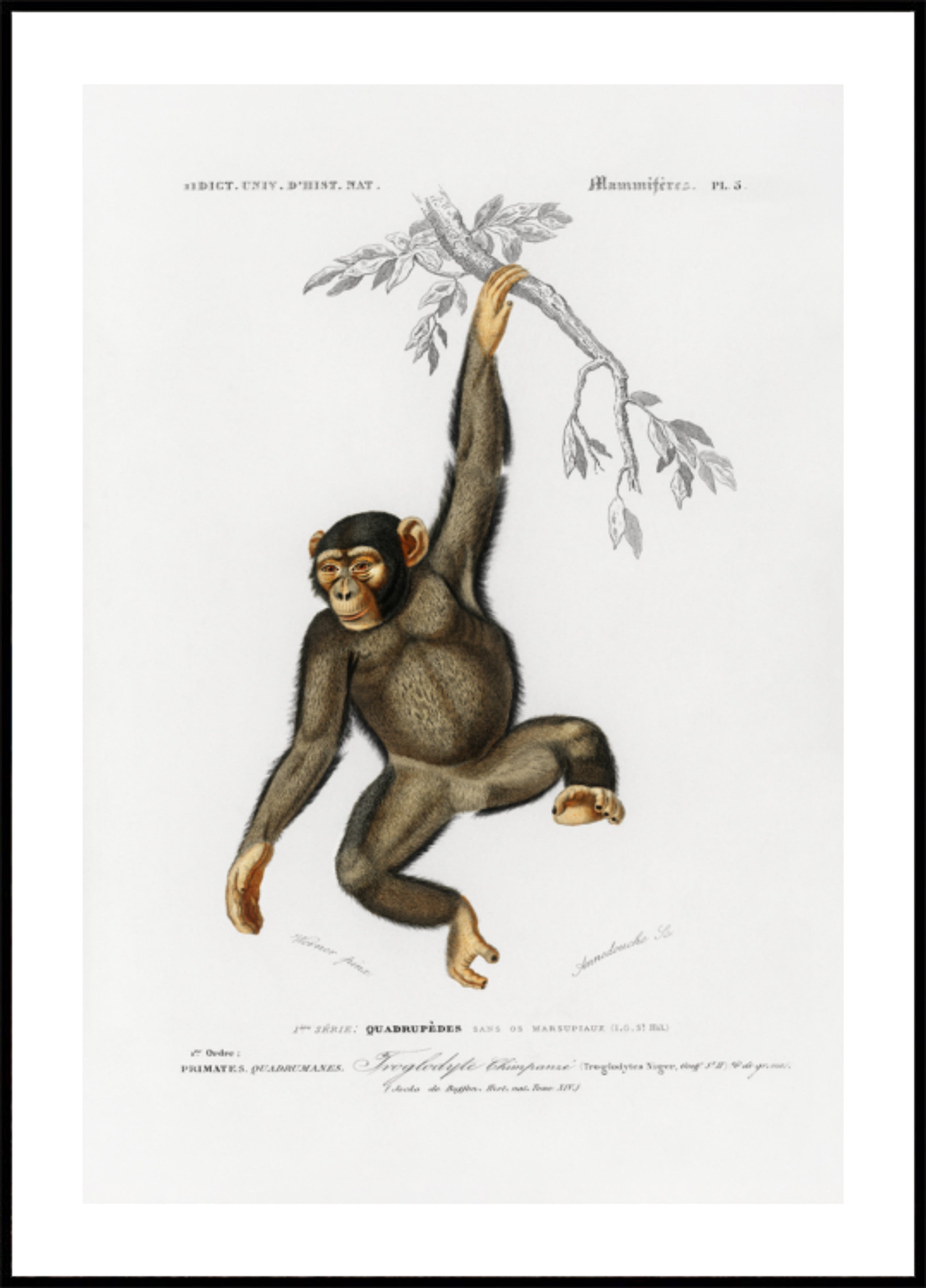 Chimpanzee