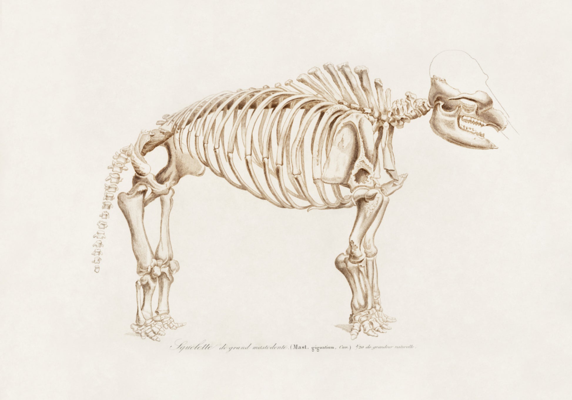 Mammoth