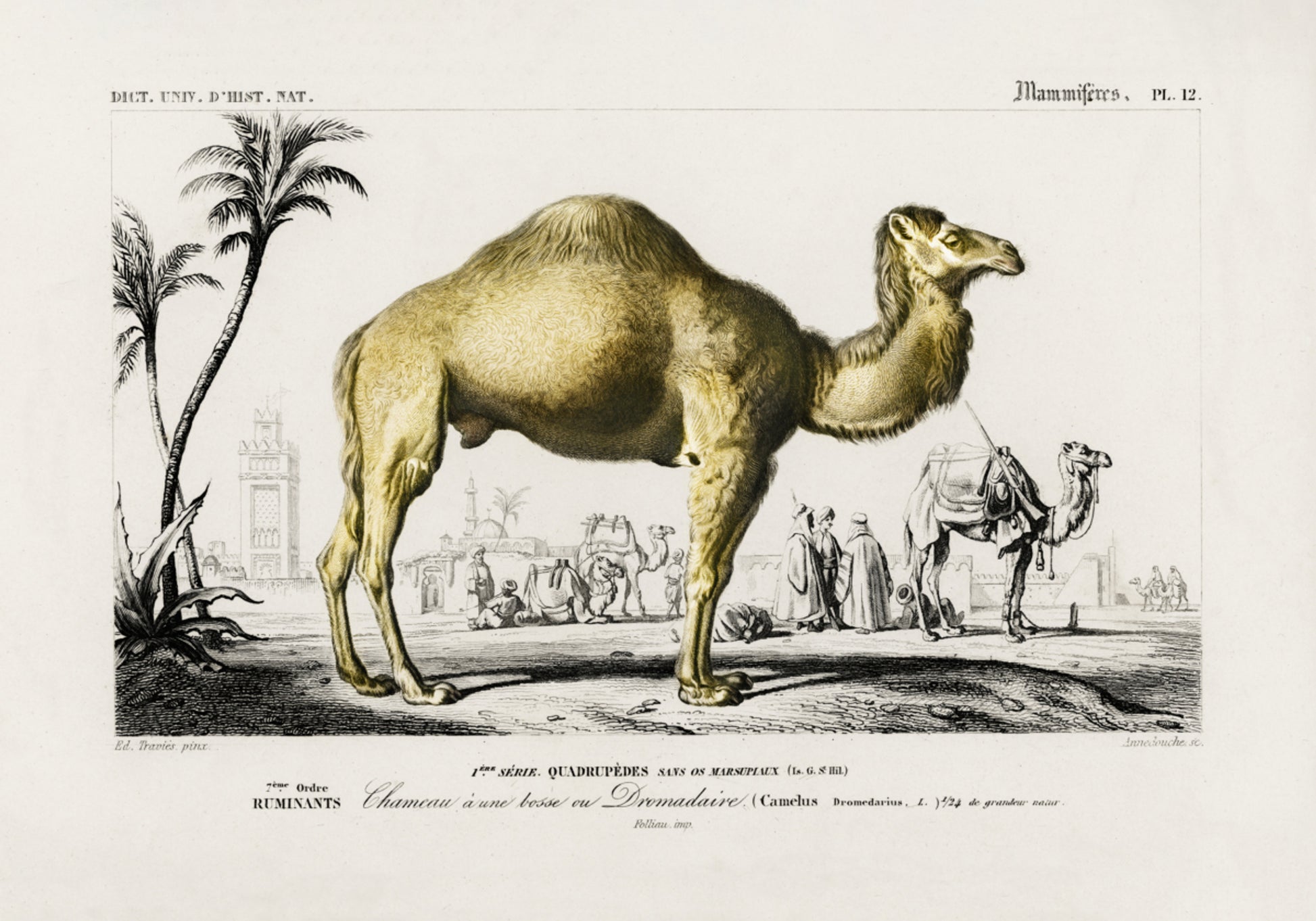 camel
