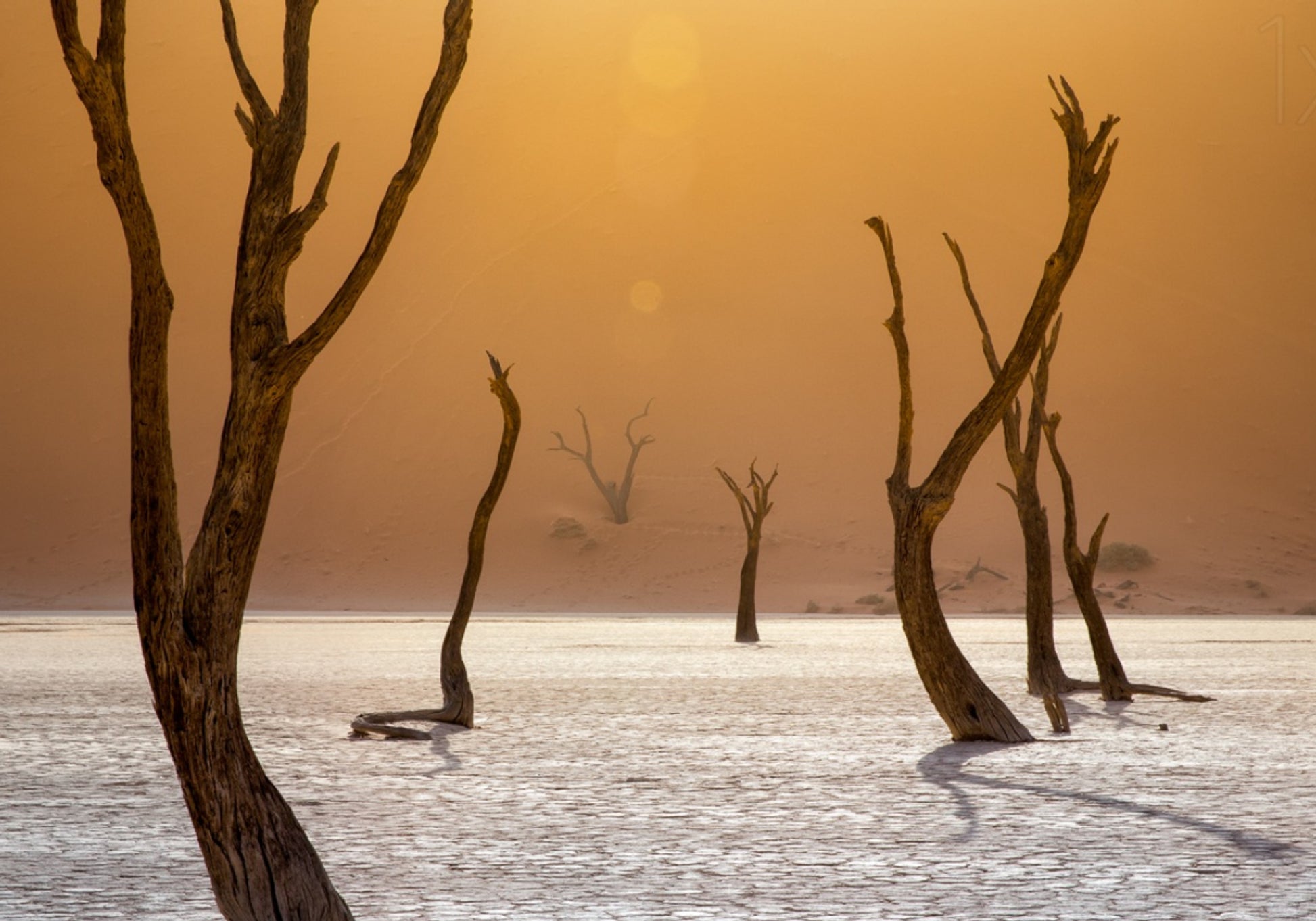 Orange Desert Trees