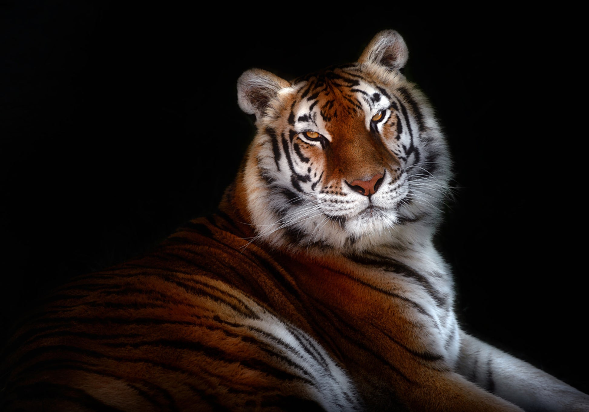 Majestic Tiger Gaze