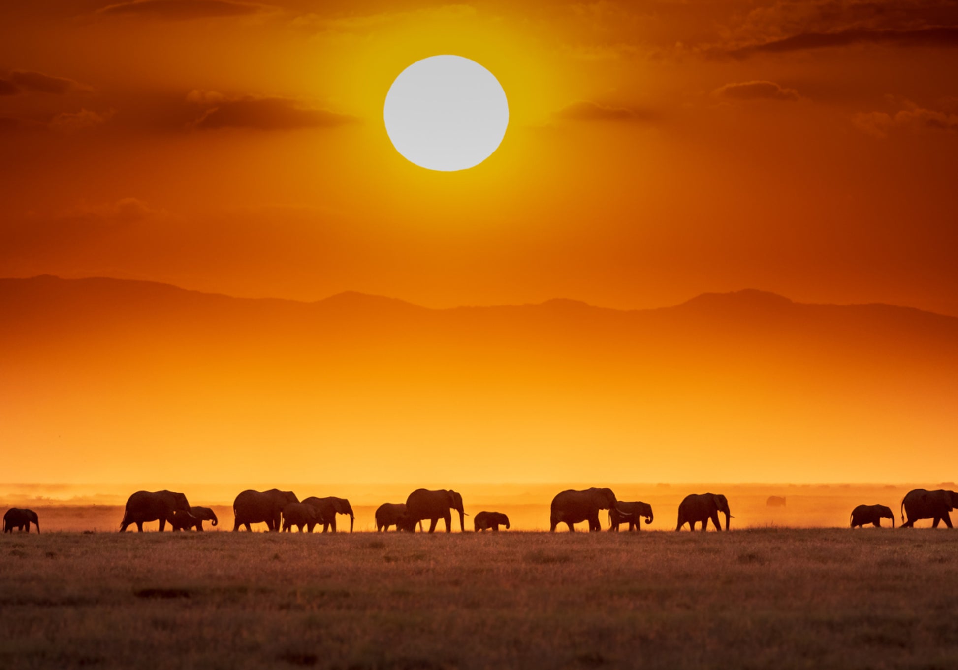 African Sunset Elephants