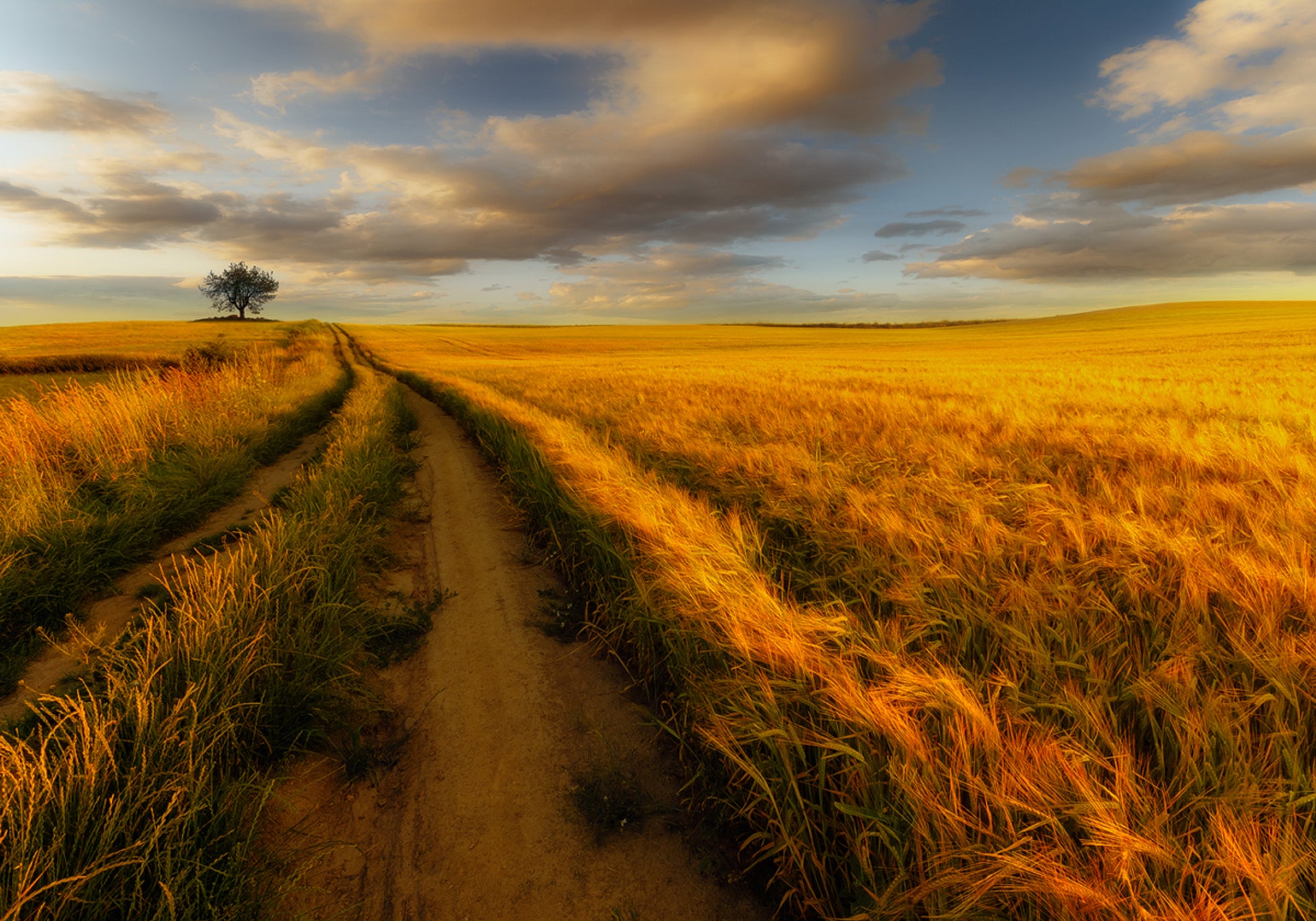 Golden Wheat Field Path