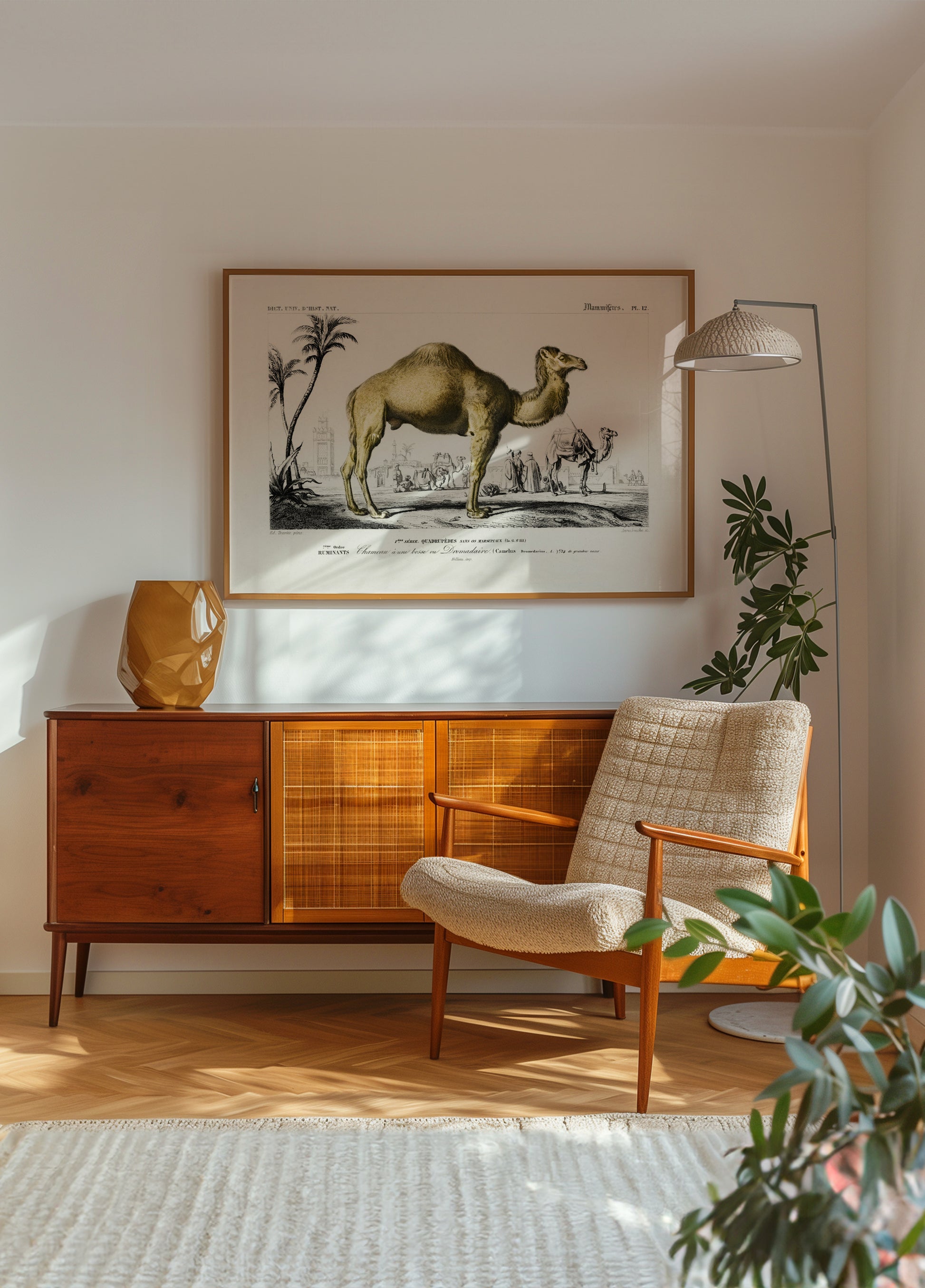 camel