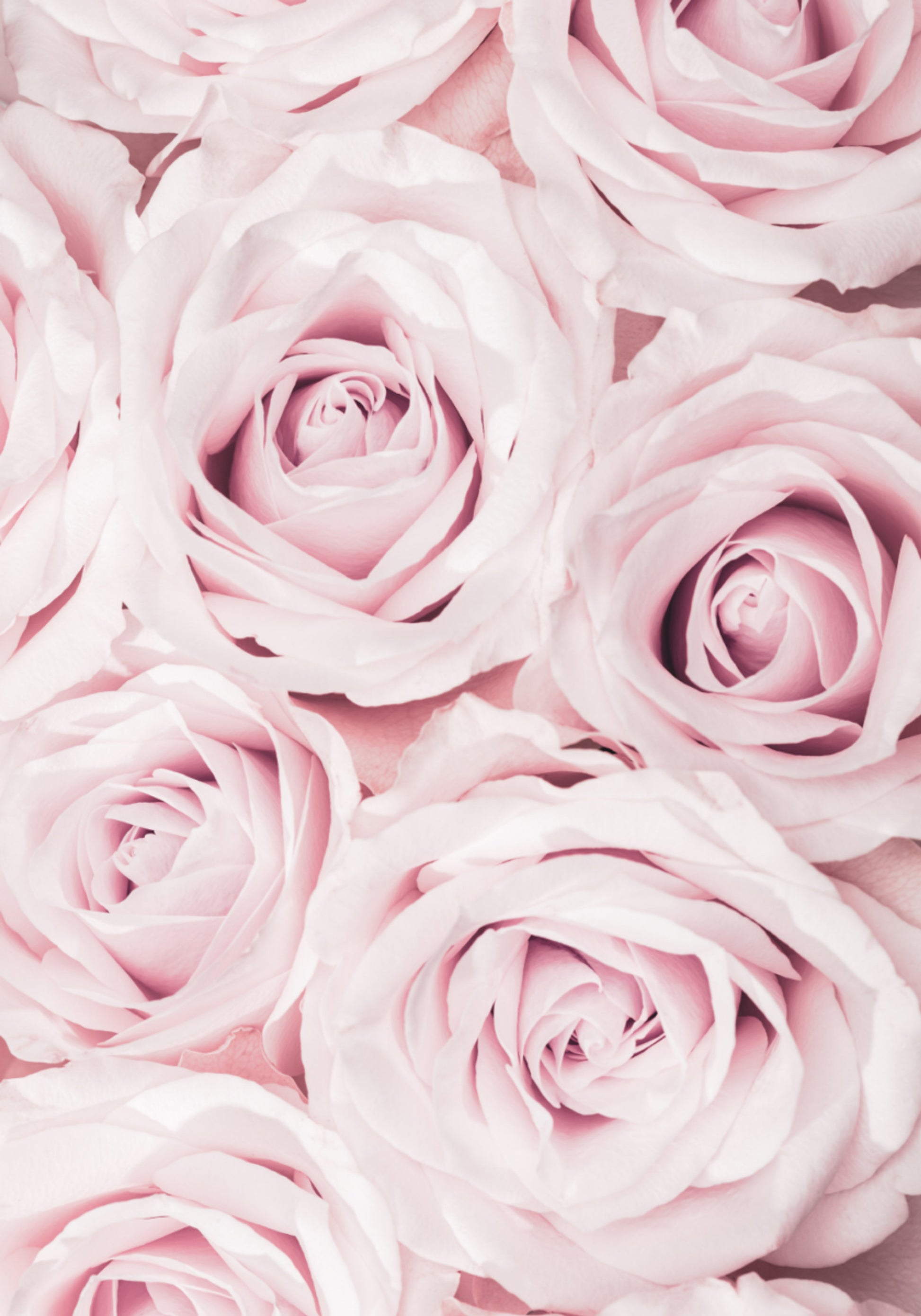 Soft Pink Roses
