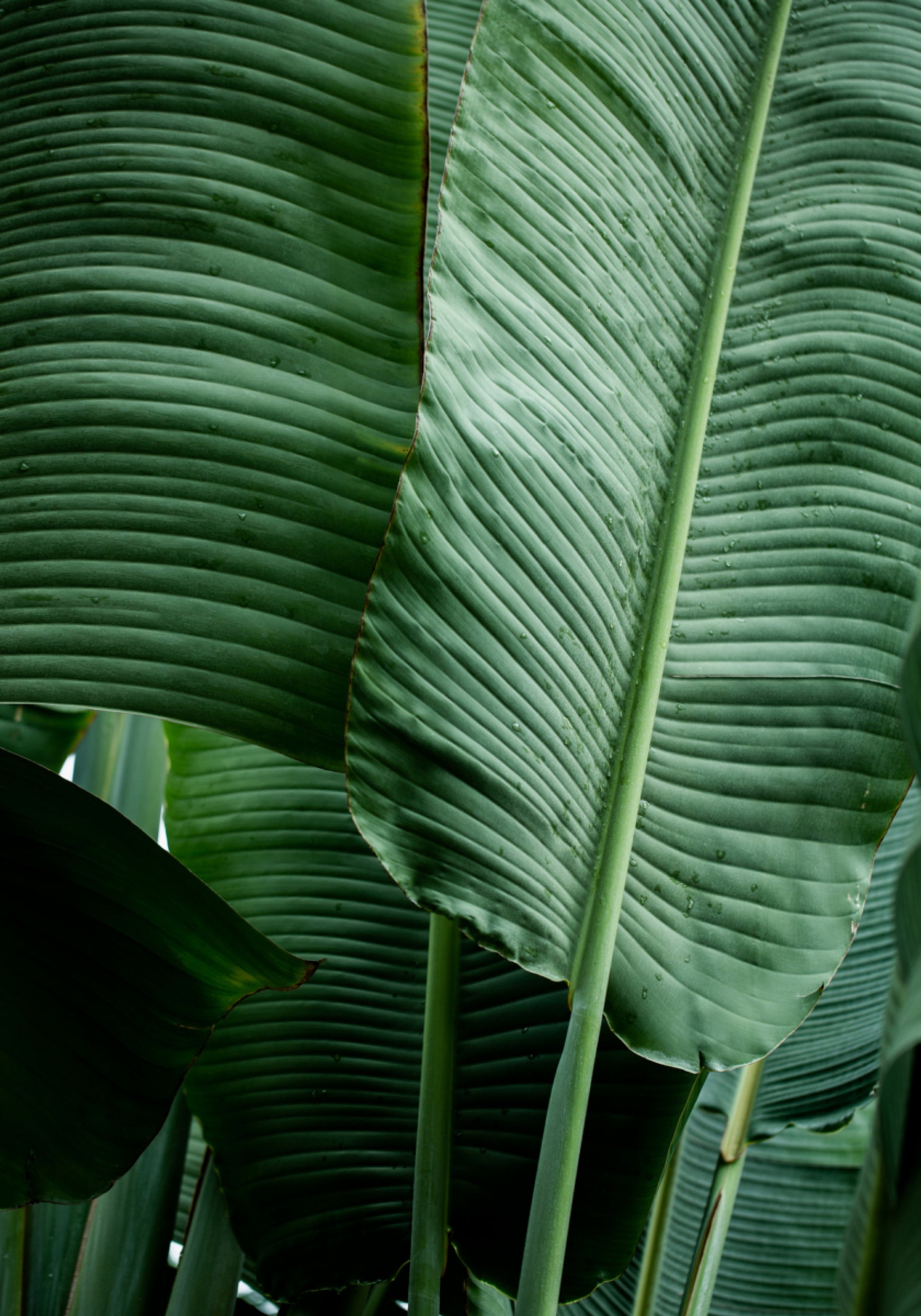 Leaves 14