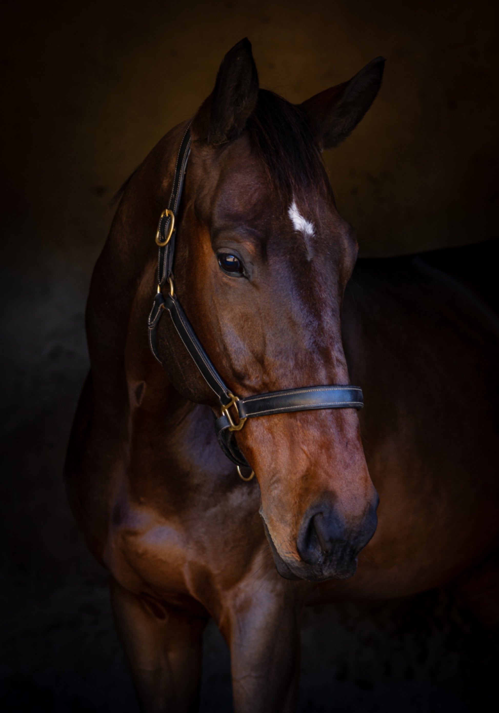 Majestic Horse Portrait