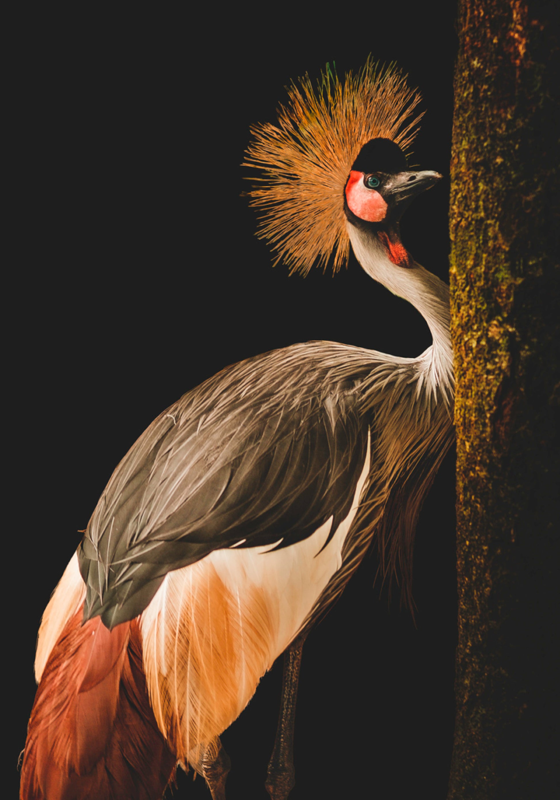 Regal Crowned Crane