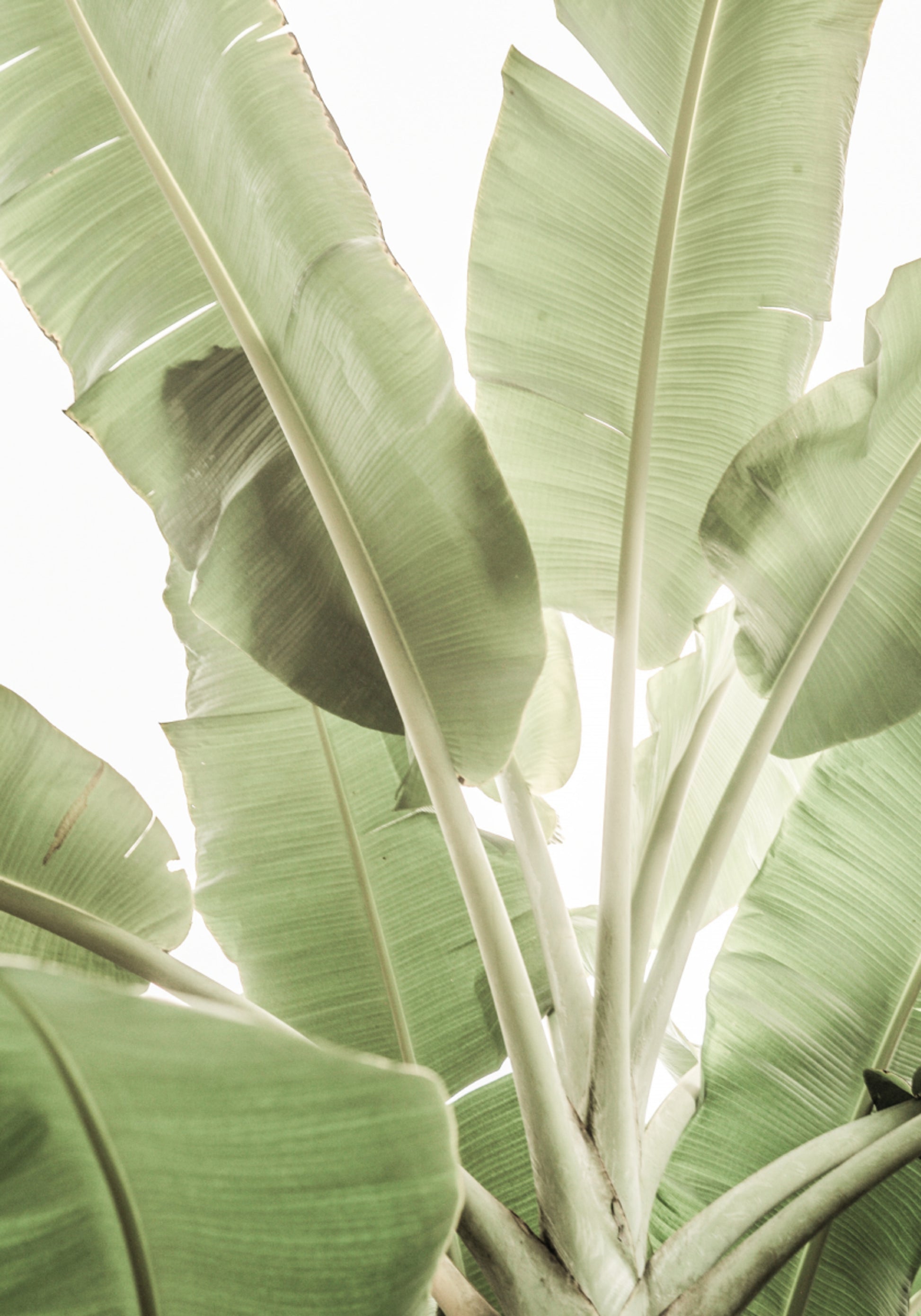 Verdant Leafscape