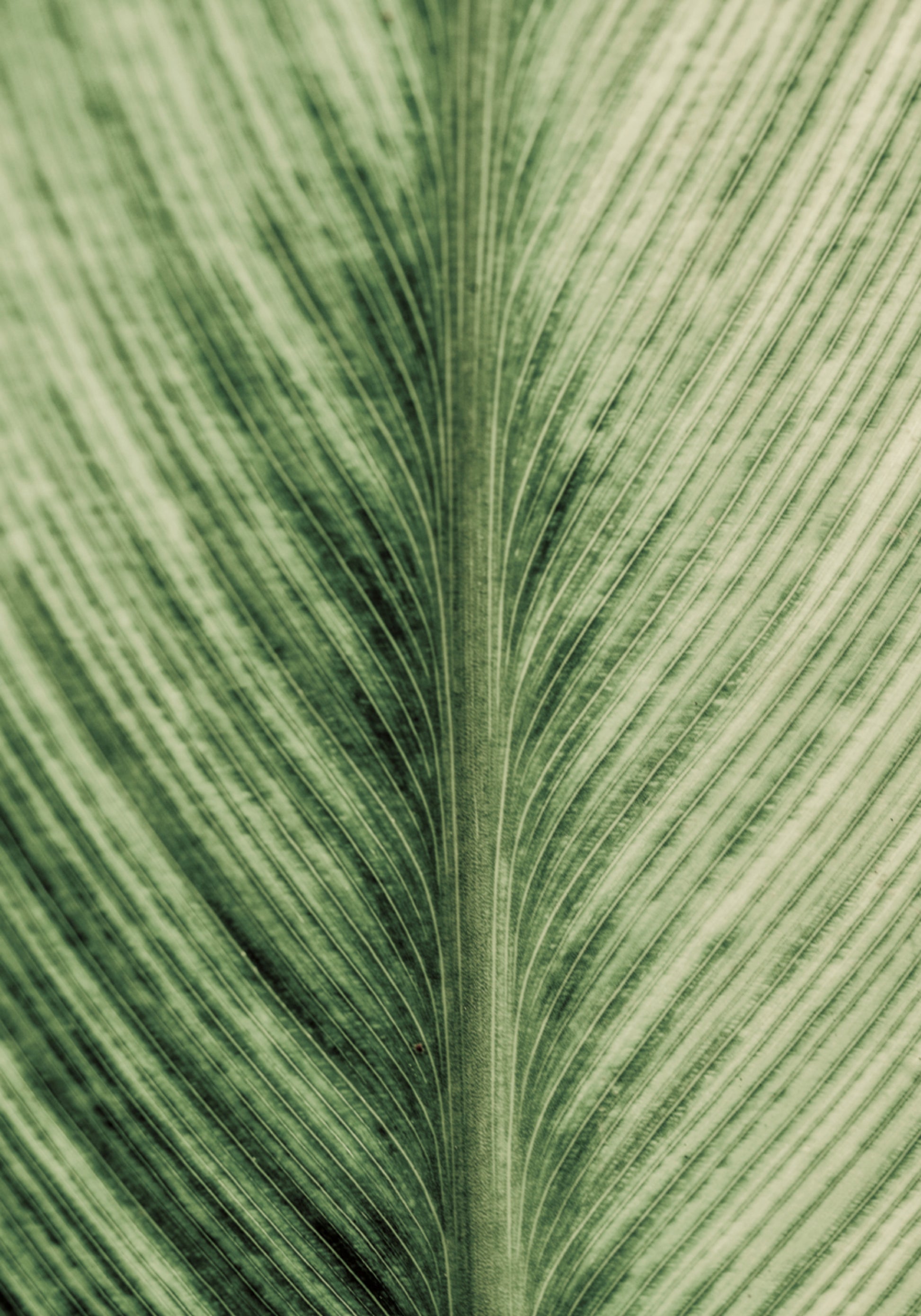 Verdant Veins