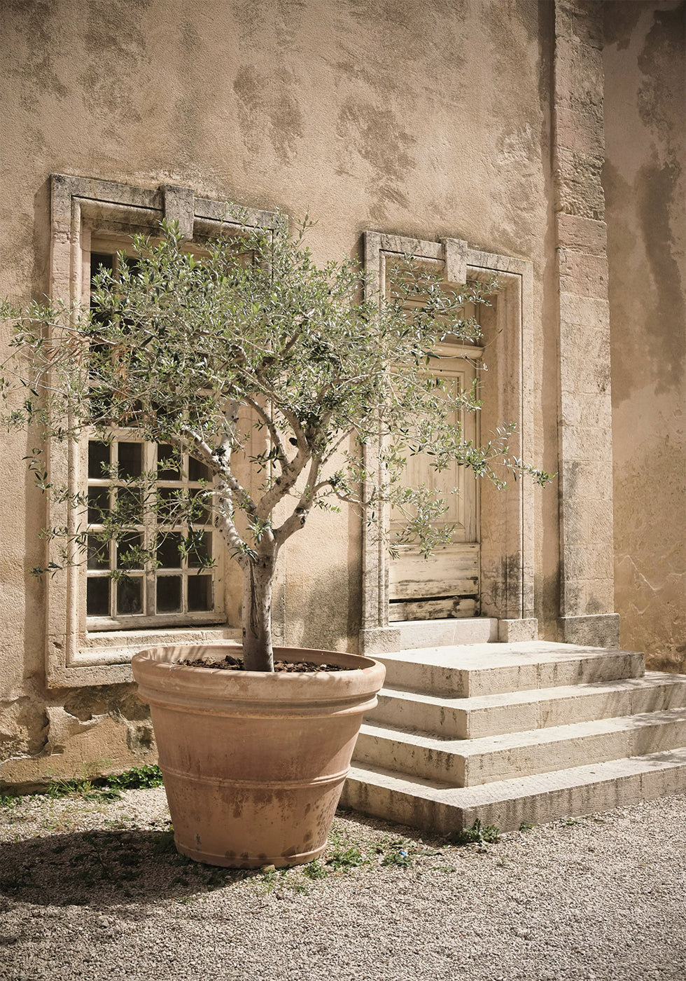 Tree Poster - Posterbox.dk