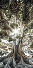 Tree with Large Roots Poster - Posterbox.dk