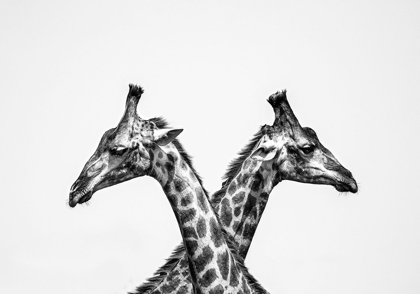 Two Giraffes Poster - Posterbox.dk